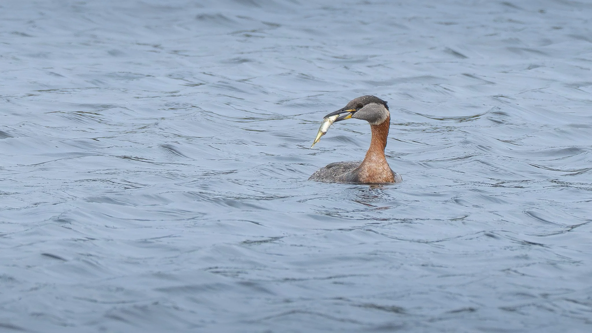 DSC_3921.jpg