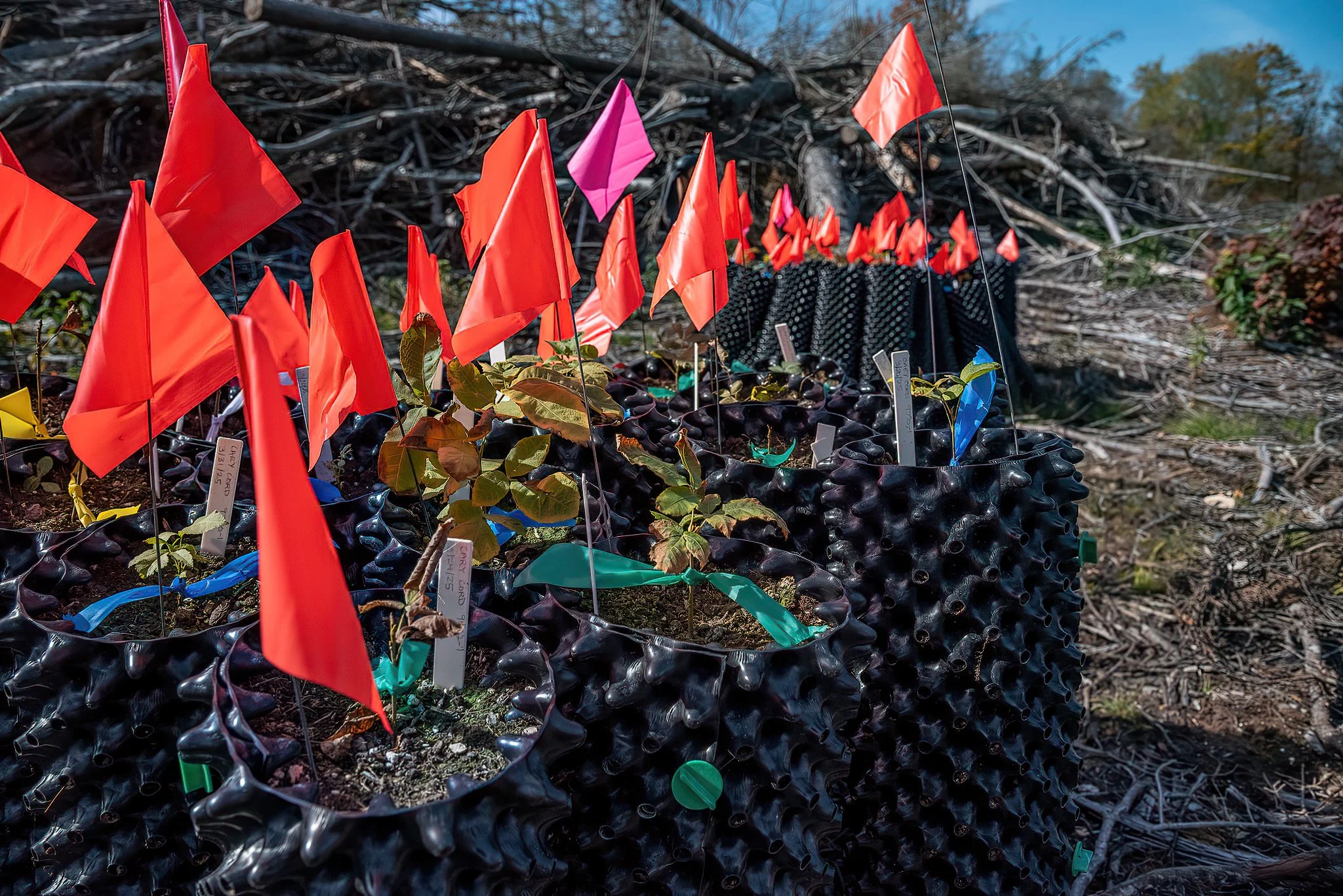 Saplings are packed into containers to safely transport them and their already extensive root systems.