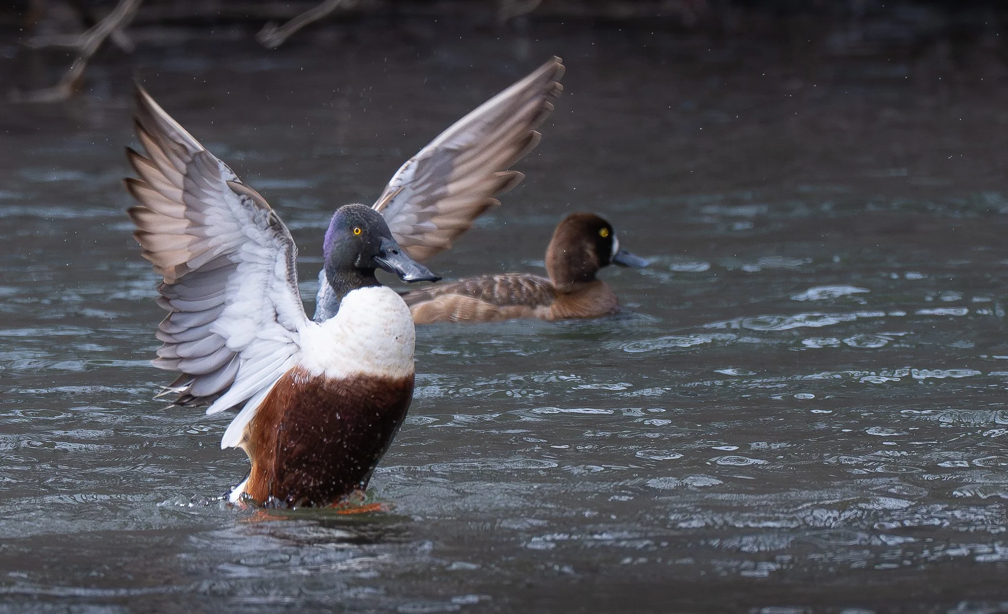  A male northern shoveler (Anas clypeata) stretches his wings in overcast light after a long rain.