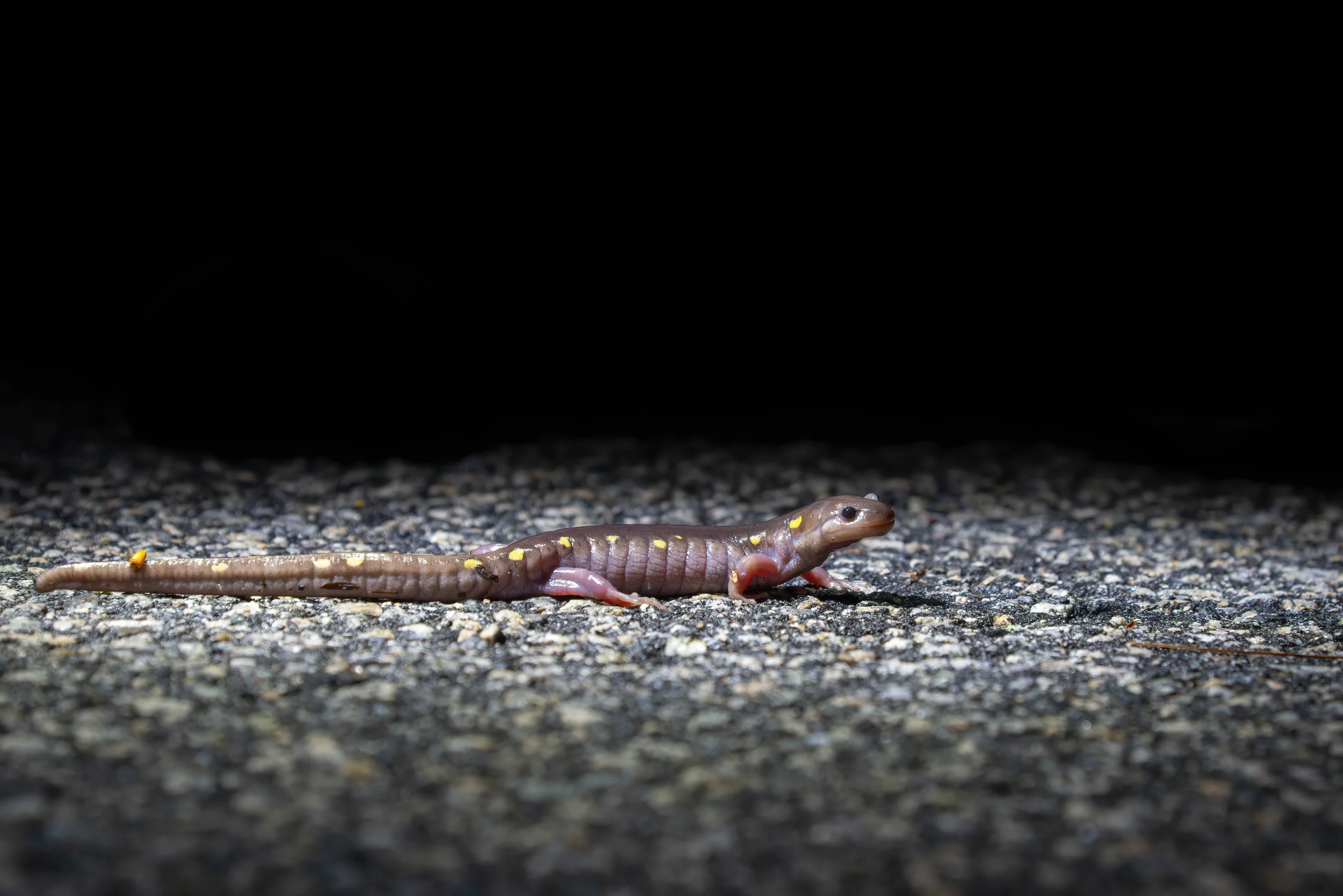 A Yellow-Spotted Salamander (Ambystoma maculatum) makes an appearance on the roadways.