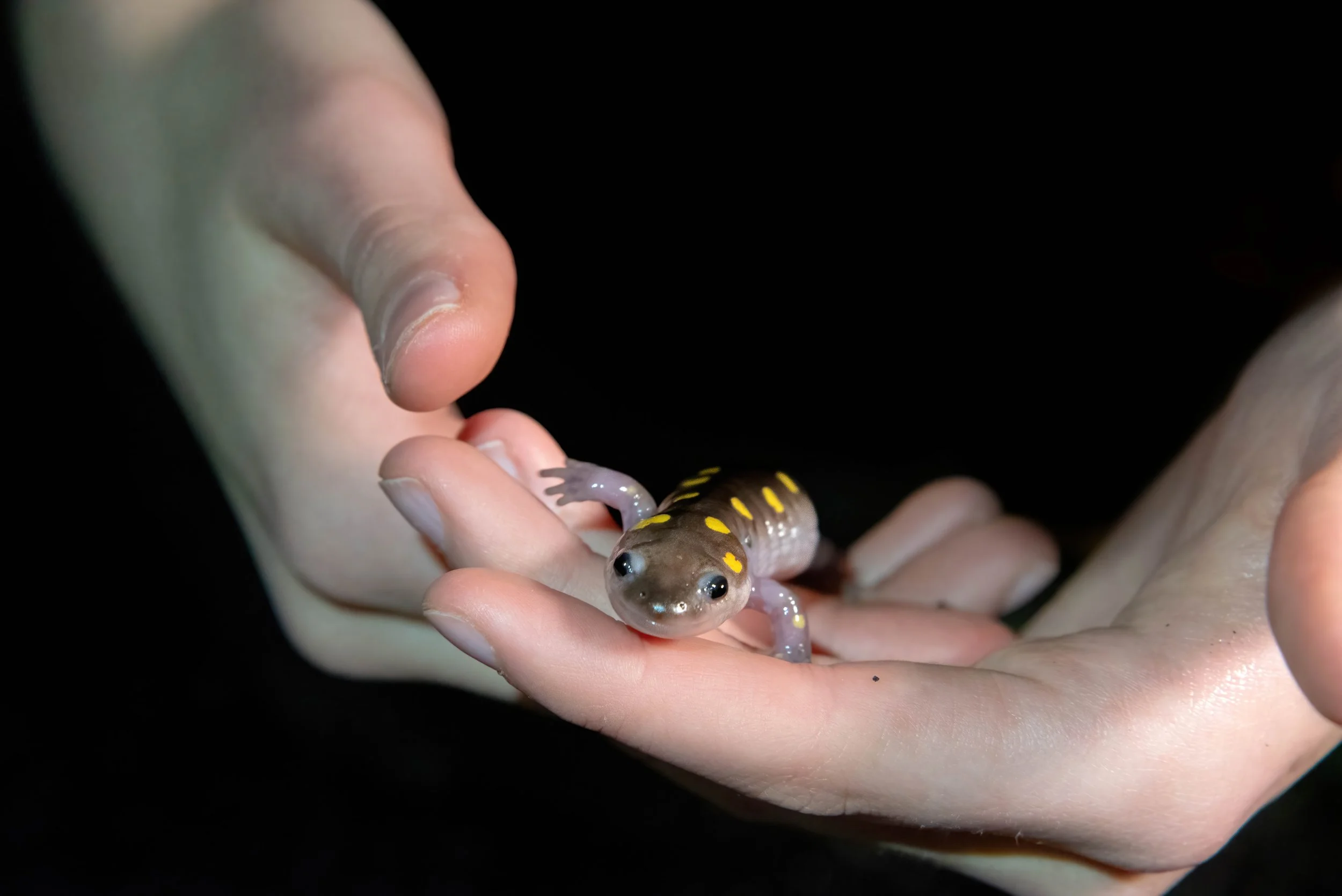 A Yellow Spotted Salamander is safely carried across the busy road by trained volunteers.