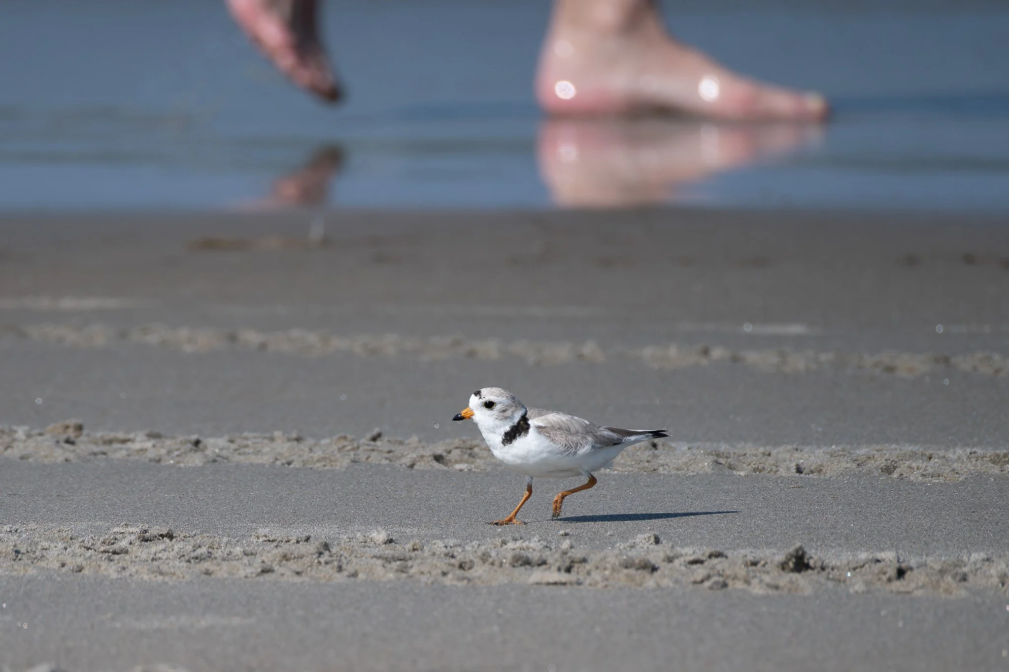 A piping plover  (Charadrius melodus) passes near a human beachgoer, foraging among swimming areas.