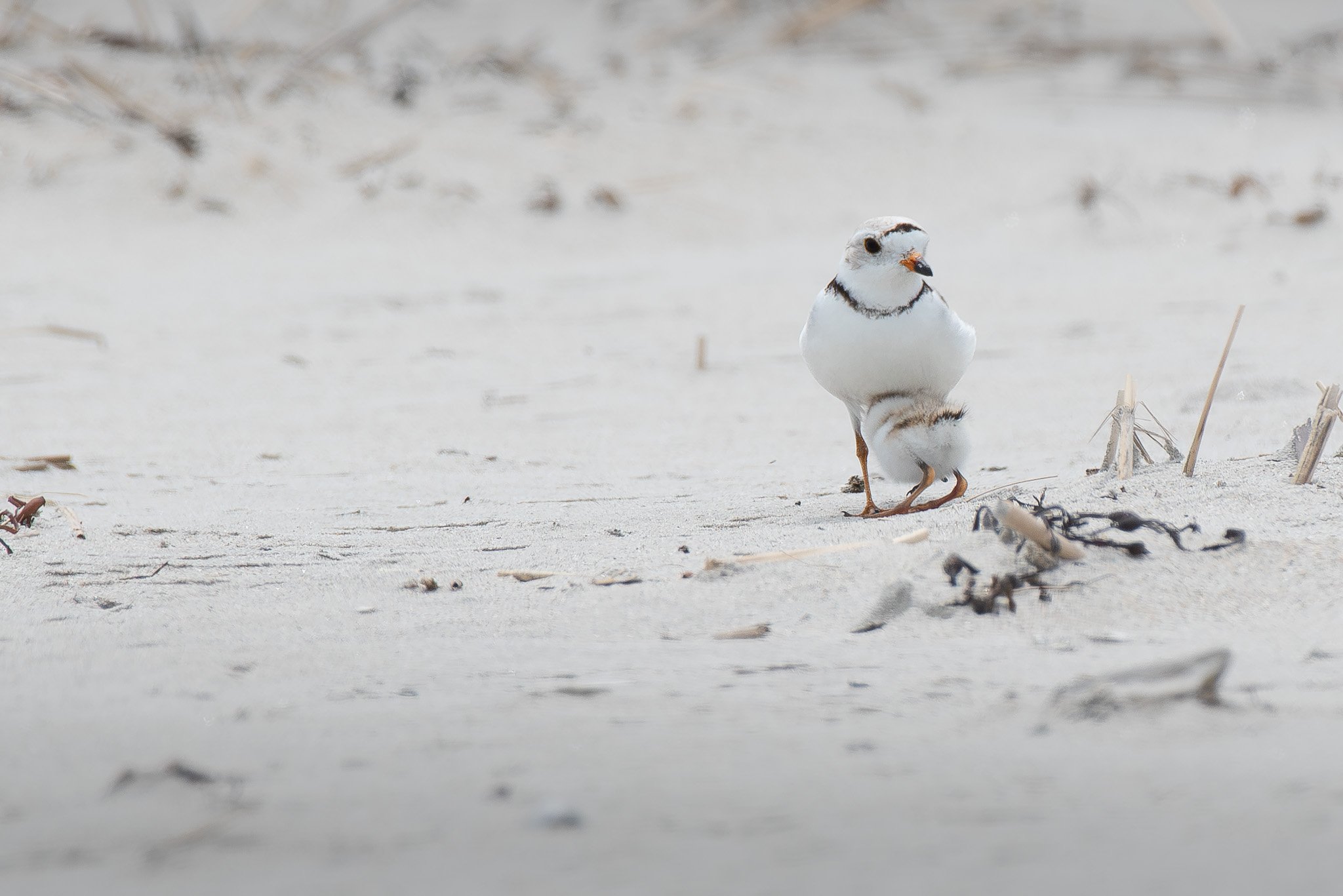 A male piping plover  (Charadrius melodus) shelters one of his chicks.