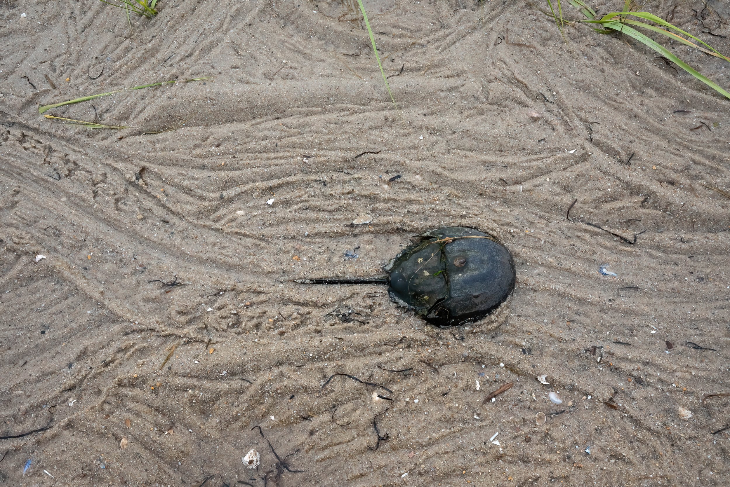 A lone male Atlantic Horseshoe Crab  (Limulus polyphemus) follows the trails of many others to breeding grounds along the beach.