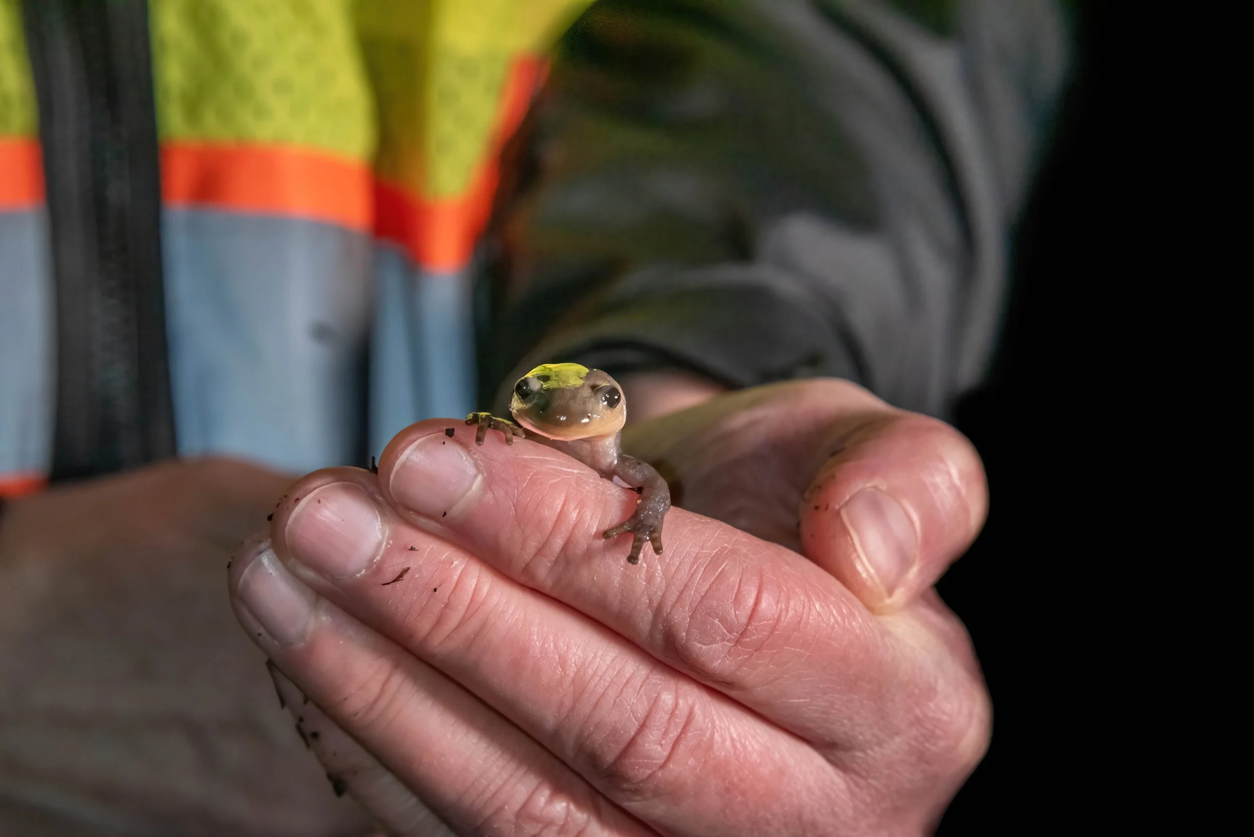 A Jefferson's Salamander, vulnerable to extirpation across the region, is safely counted and crossed by a scientist.