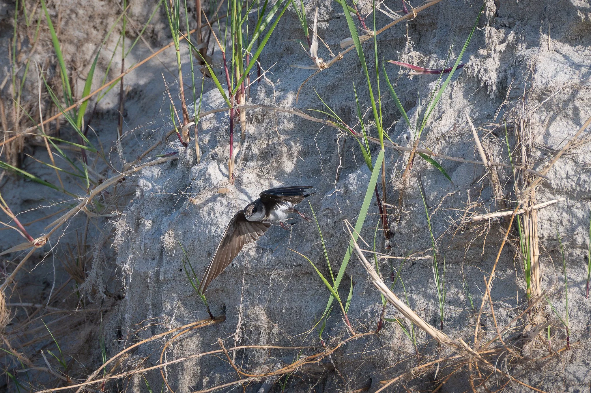 A bank swallow (Riparia riparia), exiting its nest in the dunes of the beach. 