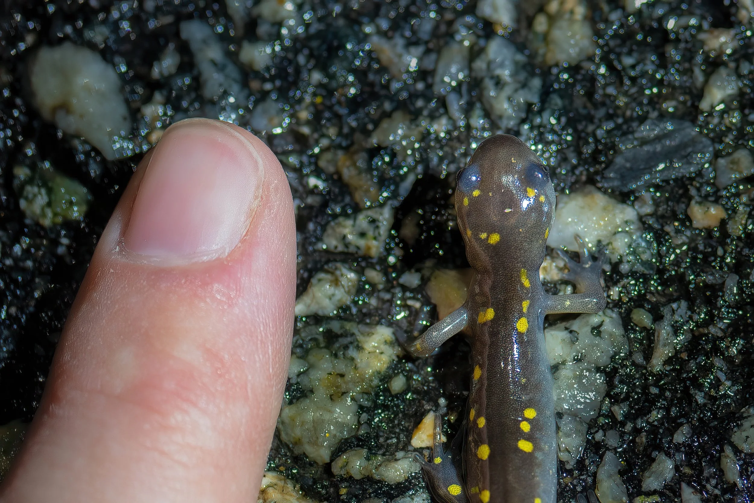 Yellow Spotted Salamanders have unique spot patterns, which are recorded by the scientists to see who returns year after year.