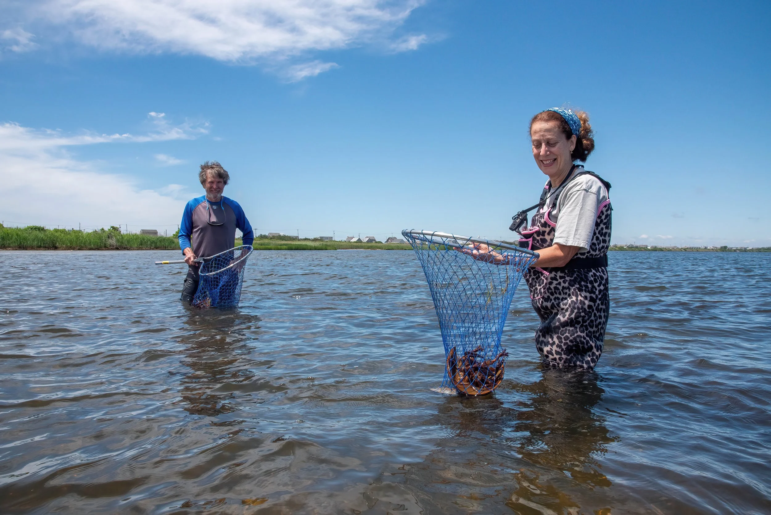 Community volunteers assist with horseshoe crab tagging at East Harbor near the popular tourist destination of Cape Cod.