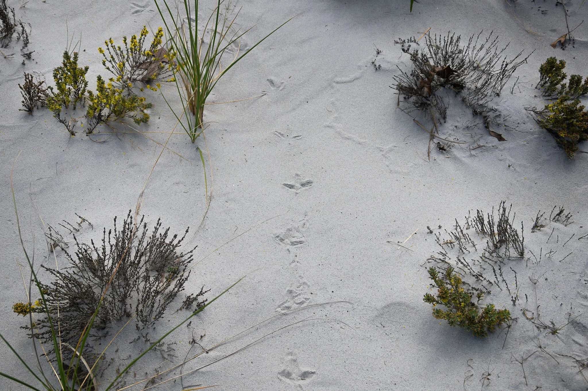 Willet (Tringa semipalmata) tracks traverse among woolly beach heather (Hudsonia tomentosa) on the dunes.