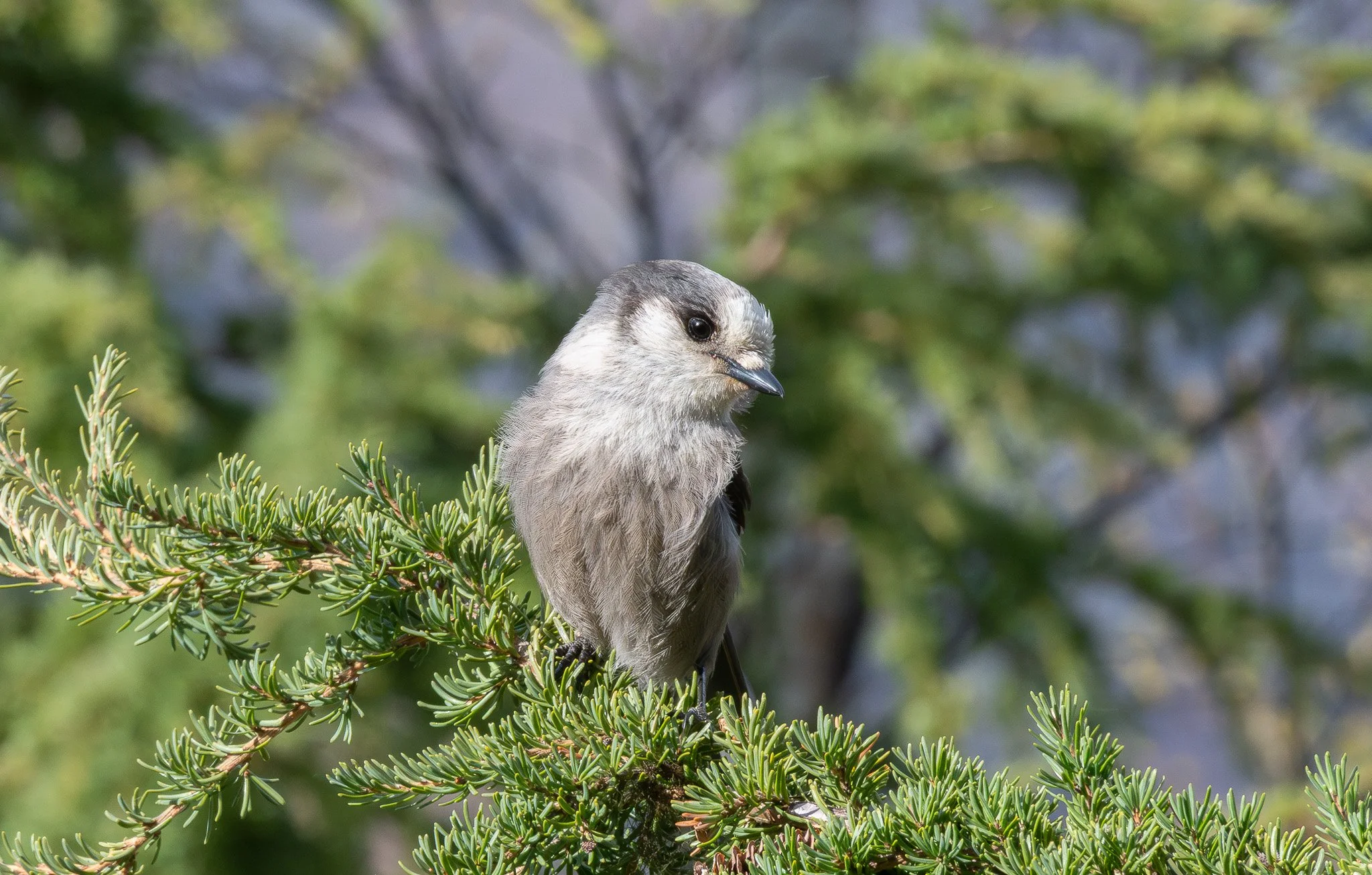 DSC_4401.jpg