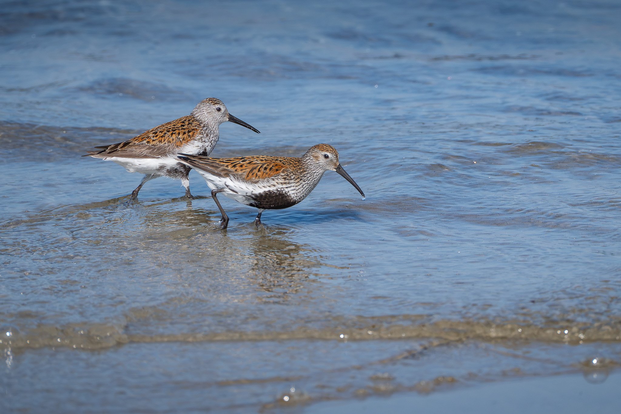 Two dunlin (Calidris alpina) forage together in the intertidal.