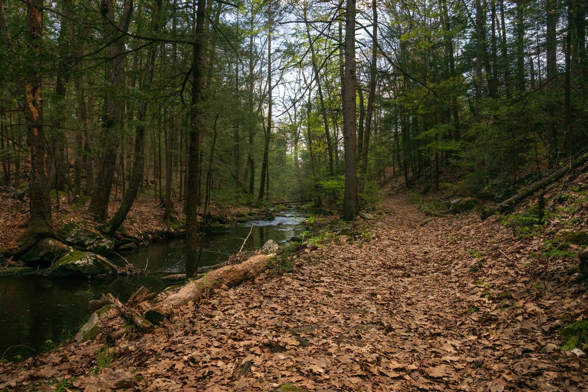 Beaver Brook runs through a mixed forest of hemlocks, oaks, beeches, and other northeastern plant species.