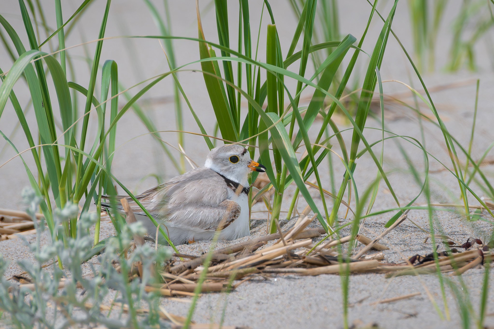 A male piping plover  (Charadrius melodus) incubates his eggs among dune grasses.