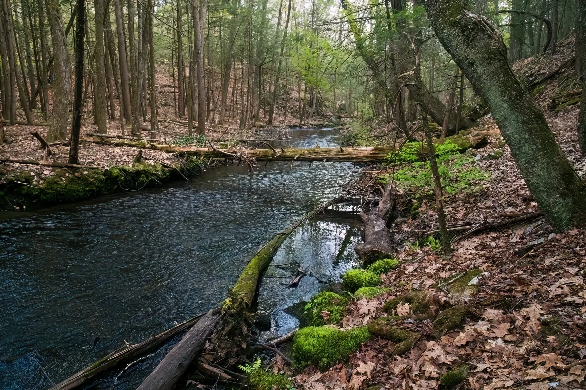 Bright green mosses grow in healthy mats along the forested section of Beaver Brook.