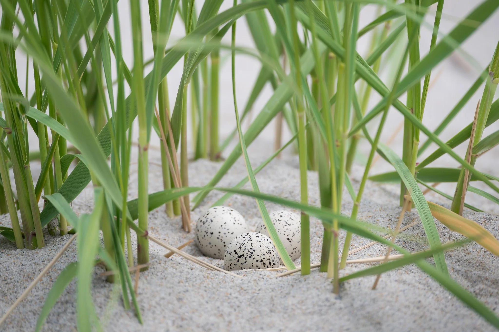 A piping plover nest (Charadrius melodus) hidden among dune grasses.