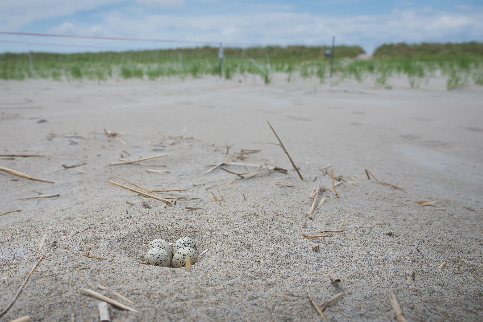 An active piping plover (Charadrius melodus) nest on protected beach habitat.