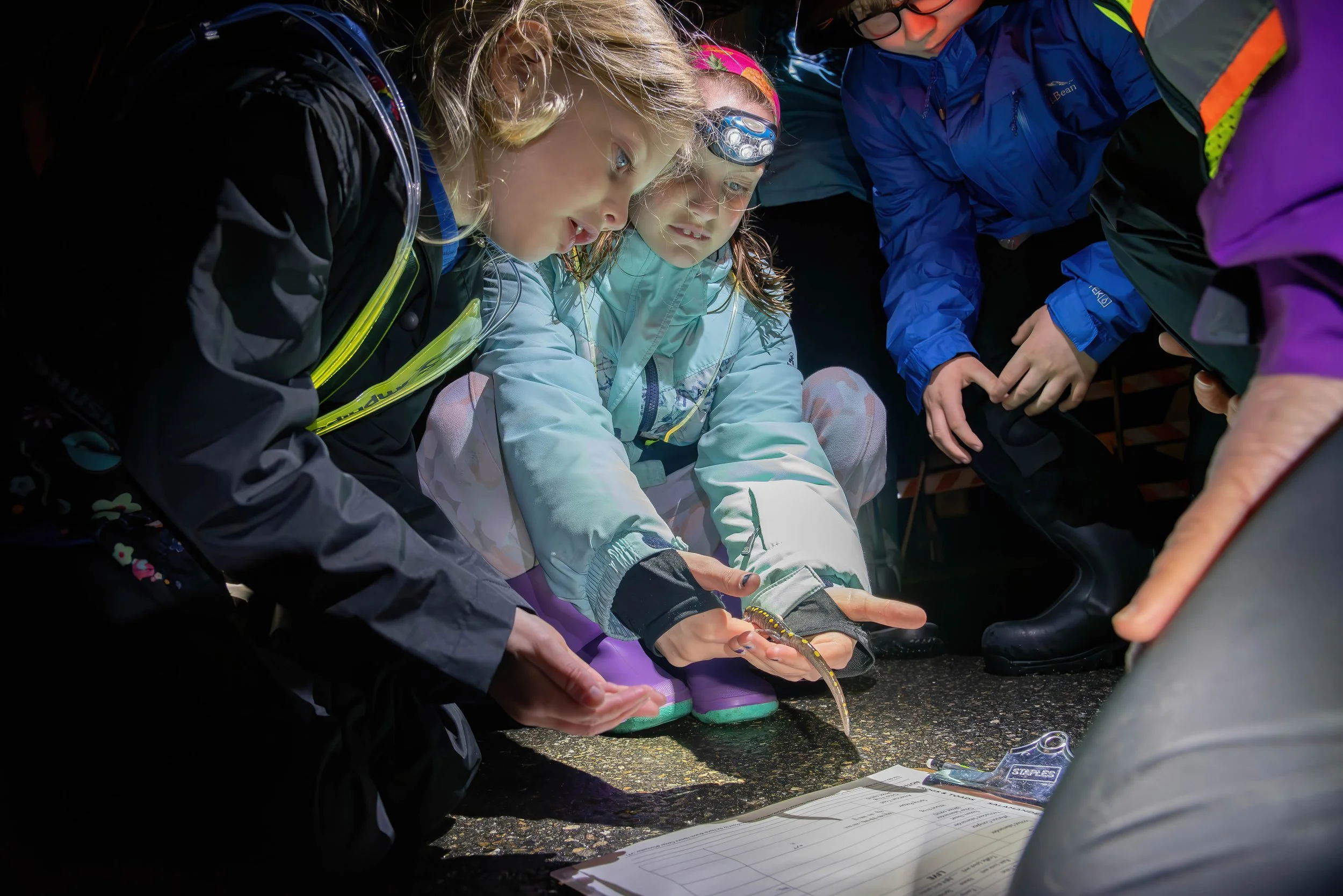 Students attend the crossing brigades to learn about their amphibian neighbors.