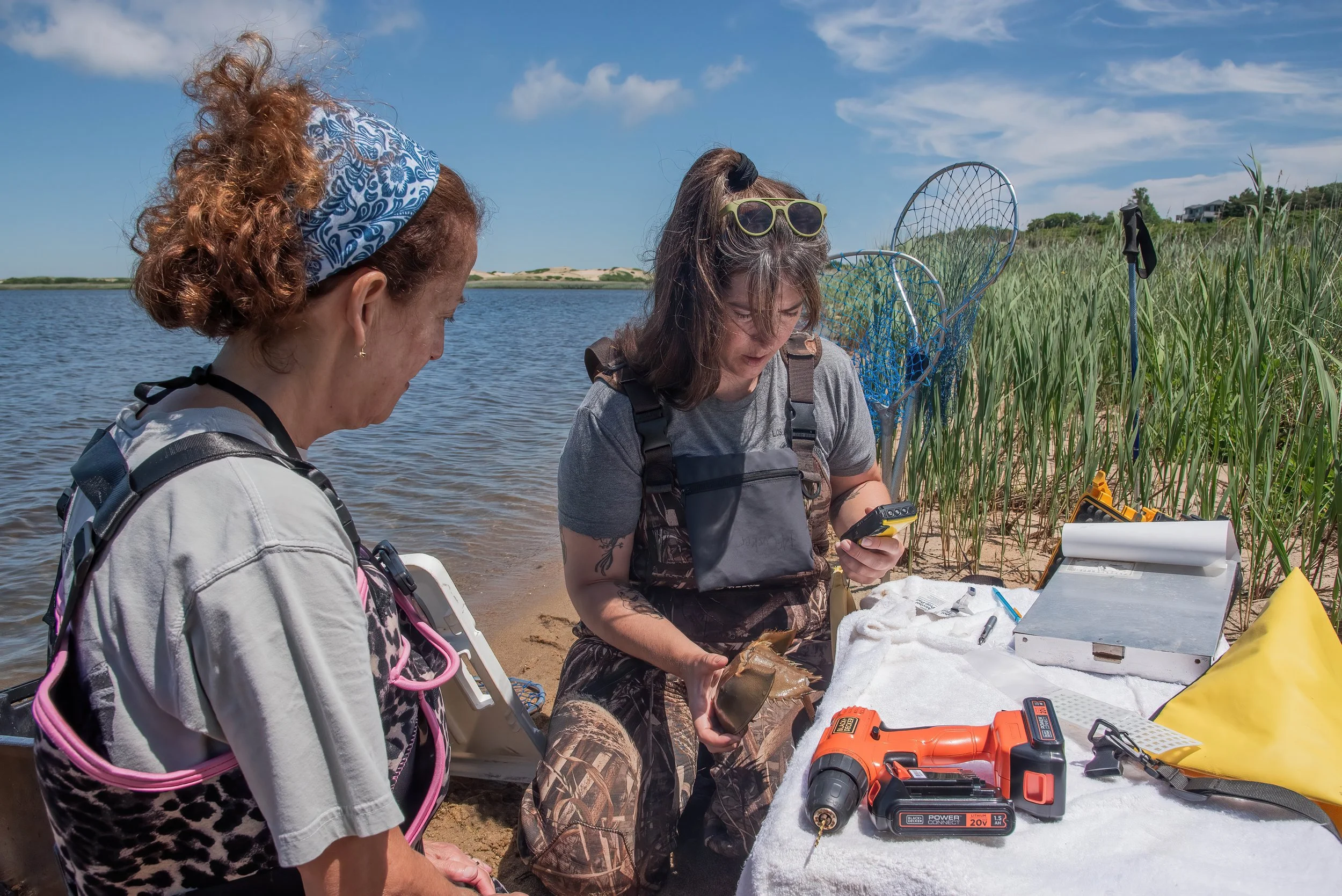 Sharon Kreamer helps Kelly affix acoustic tags to an adult crab’s shell. This will tell
scientists how many crabs move through without needing to catch them.