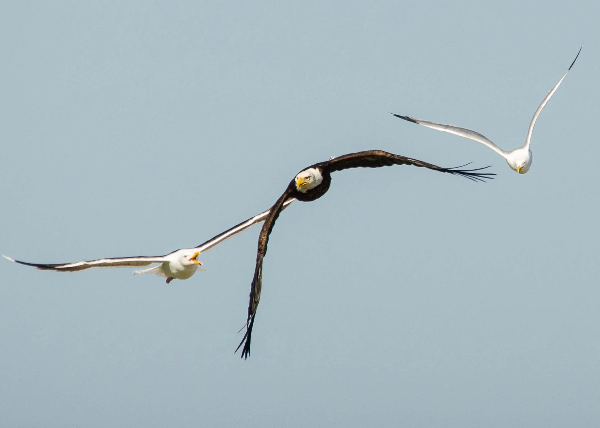 A Bald Eagle (Haliaeetus leucocephalus) being chased out of the nesting colony by an adult Great Black-backed Gull (Larus marinus) and an adult Herring Gull (Larus smithsonianus).

Protective parents, gulls will actively chase away even much larger p
