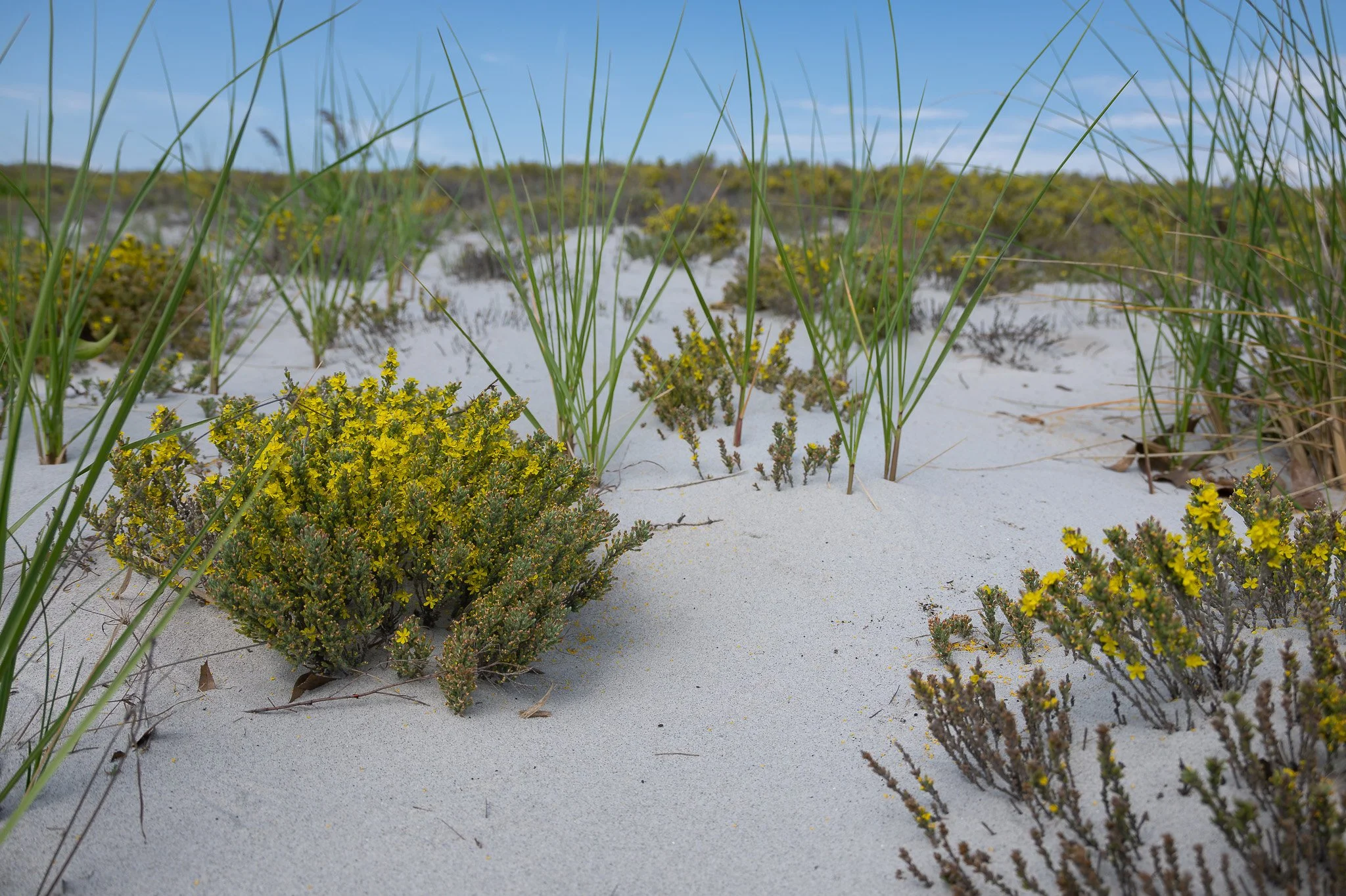 Beautiful yellow-blooming woolly beach heather (Hudsonia tomentosa) among dune grasses at Crane Beach.