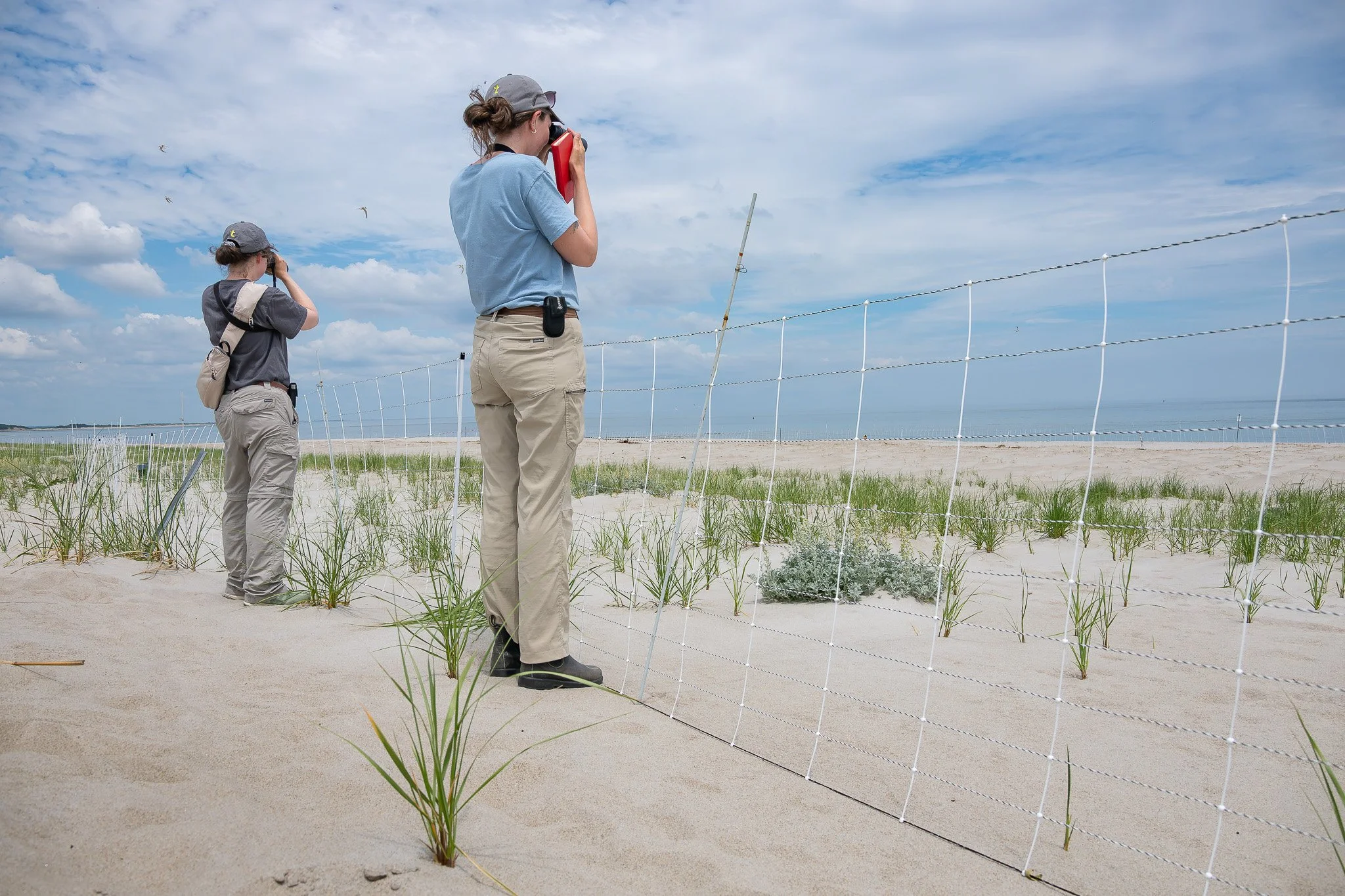 Shorebird scientists at work surveying nesting success among terns, plovers, and other shorebirds within the protected area. 