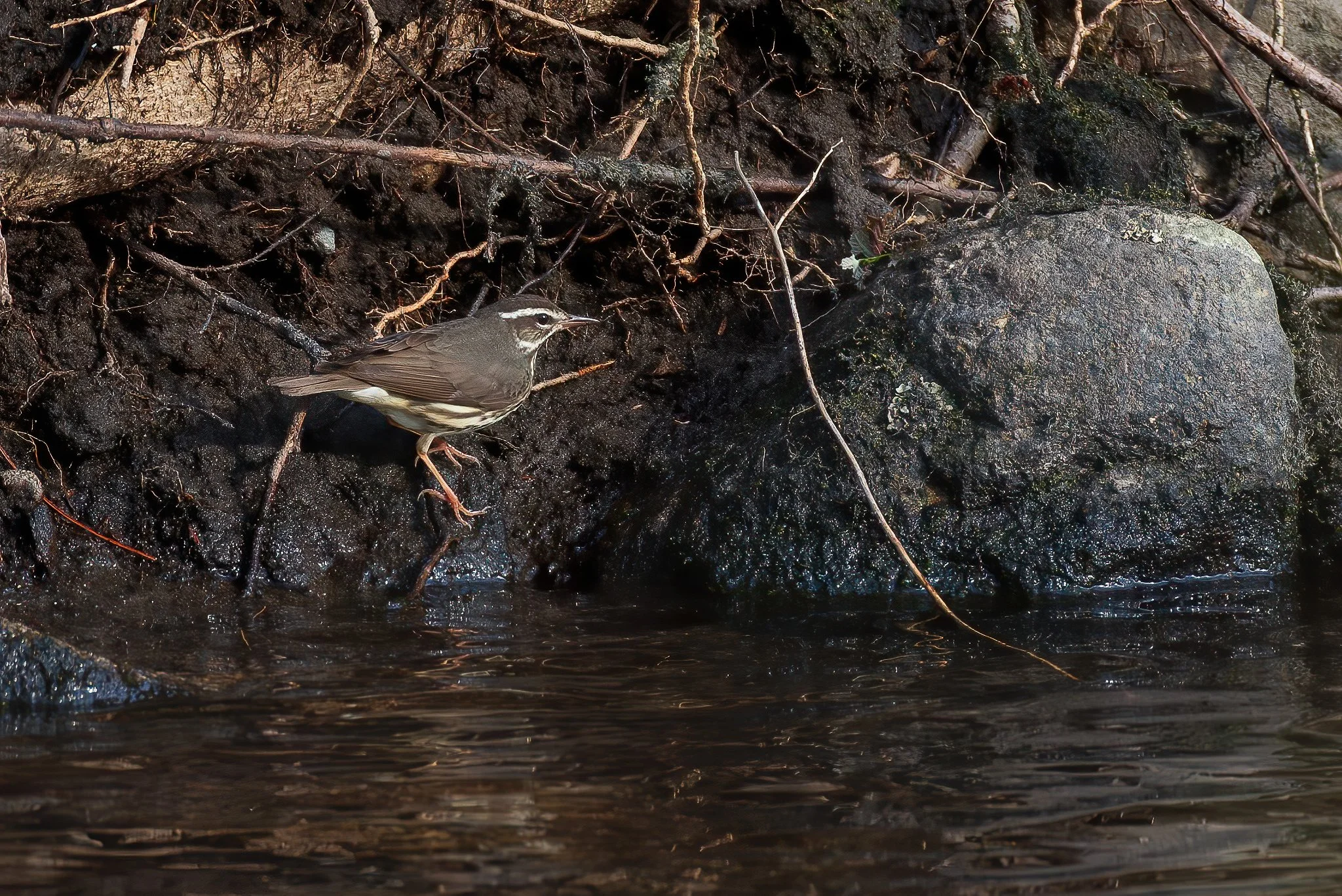 A Northern Waterthrush ( Parkesia noveboracensis) forages through mud and foliage along the brook.