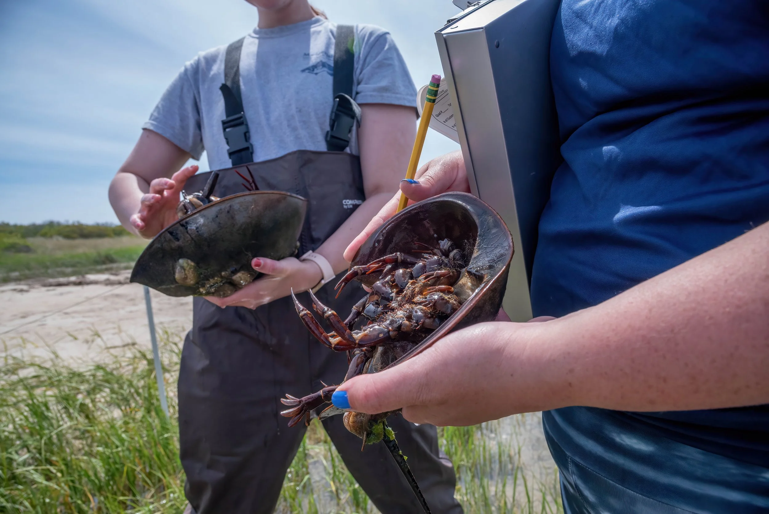 Fisheries scientists examine a pair of adult horseshoe crabs, showing off their
feathery rear legs they use for swimming when extra speed is needed.