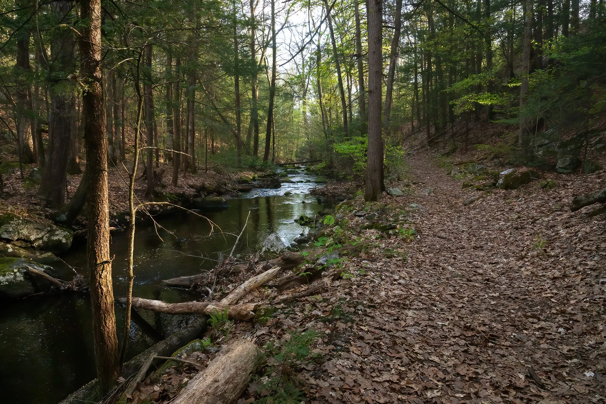 One of the many excellent hiking trails being maintained along the brook.