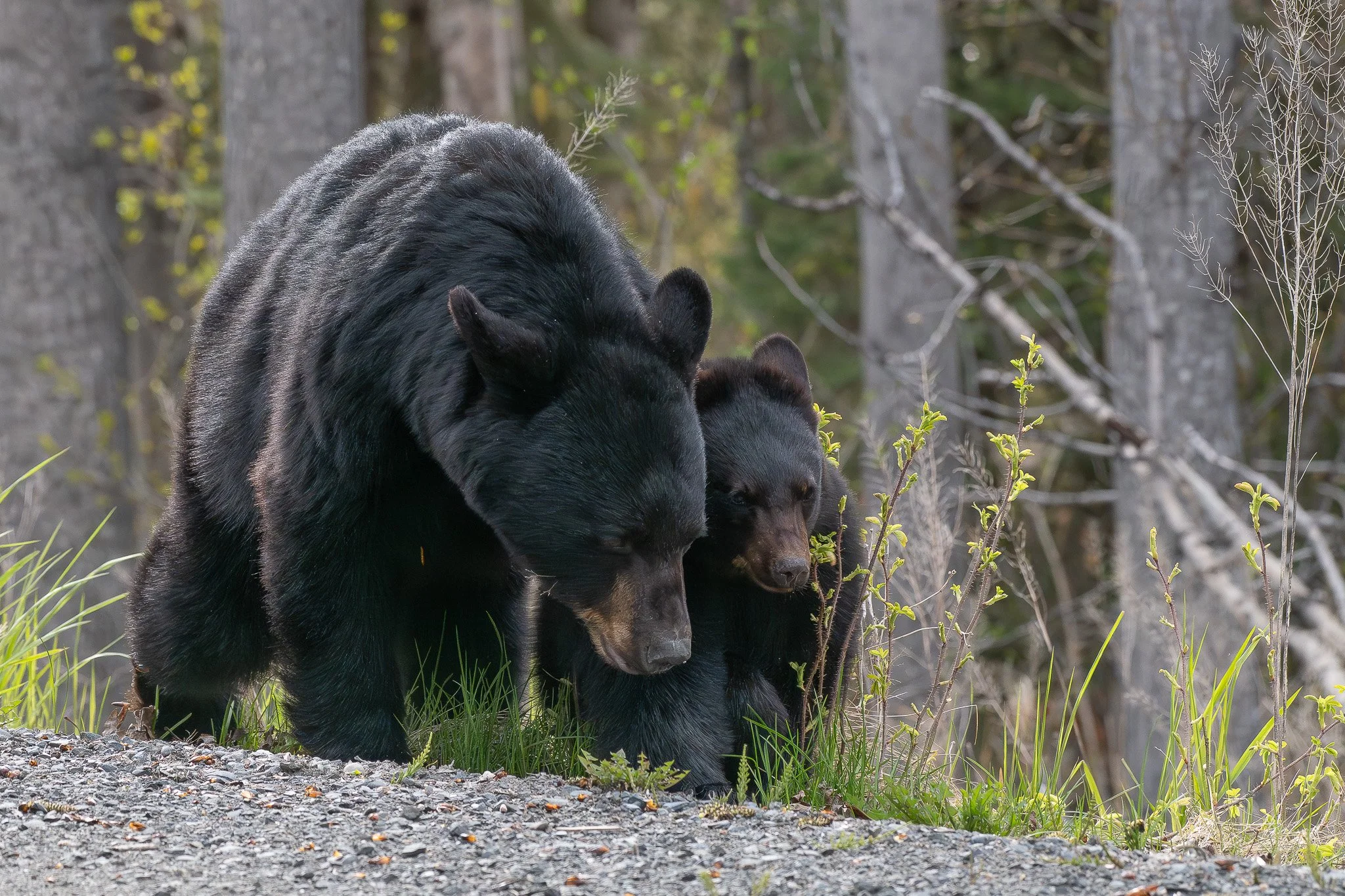 A mother black bear (Ursus americanus) teaches her cubs how to forage for early spring greens.