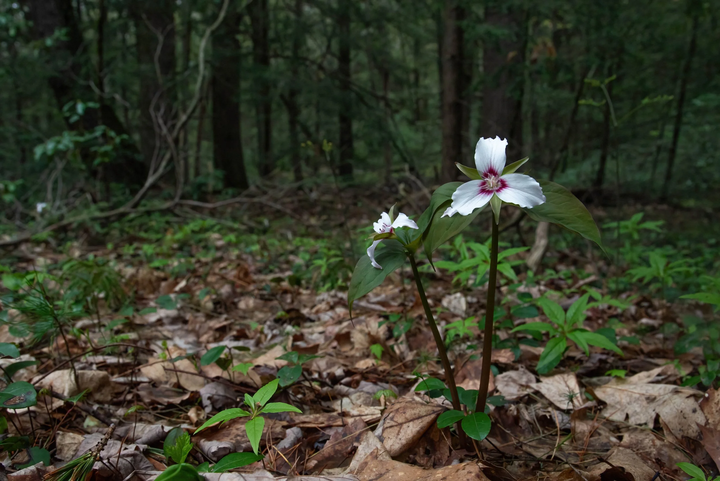 Painted Trillium (Trillium undulatum), a lily native to the Northeastern U.S. pokes up above the leaf litter in a shaded woodland.
Once quite rare due to over harvesting, trillium take on average 7-10 years to reach blooming age.