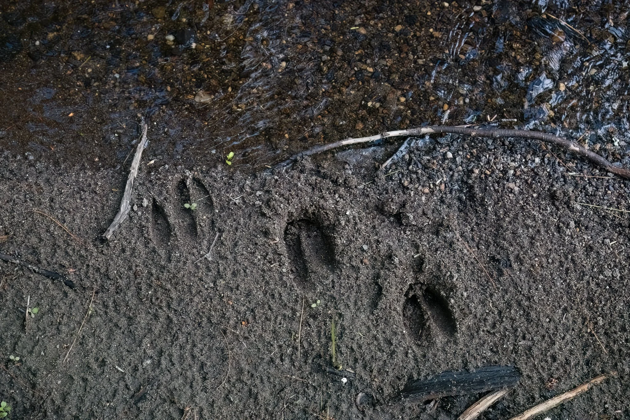 Fresh White-tailed Deer ( Odocoileus virginianus) tracks cross the brook, just some of the wildlife sign found here.