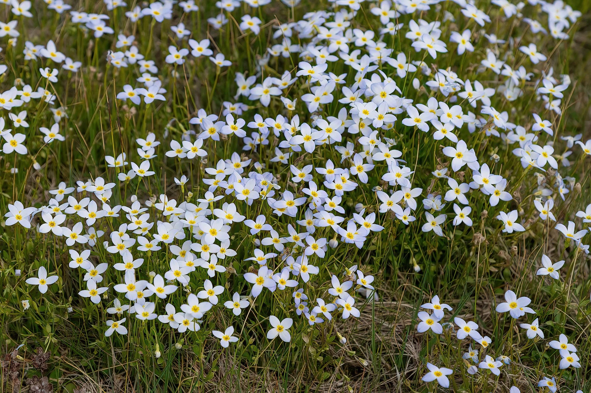 A patch of Azure Bluets (Houstonia caerulea) in spring bloom, representing just some of the native wildflowers returning to the area.
