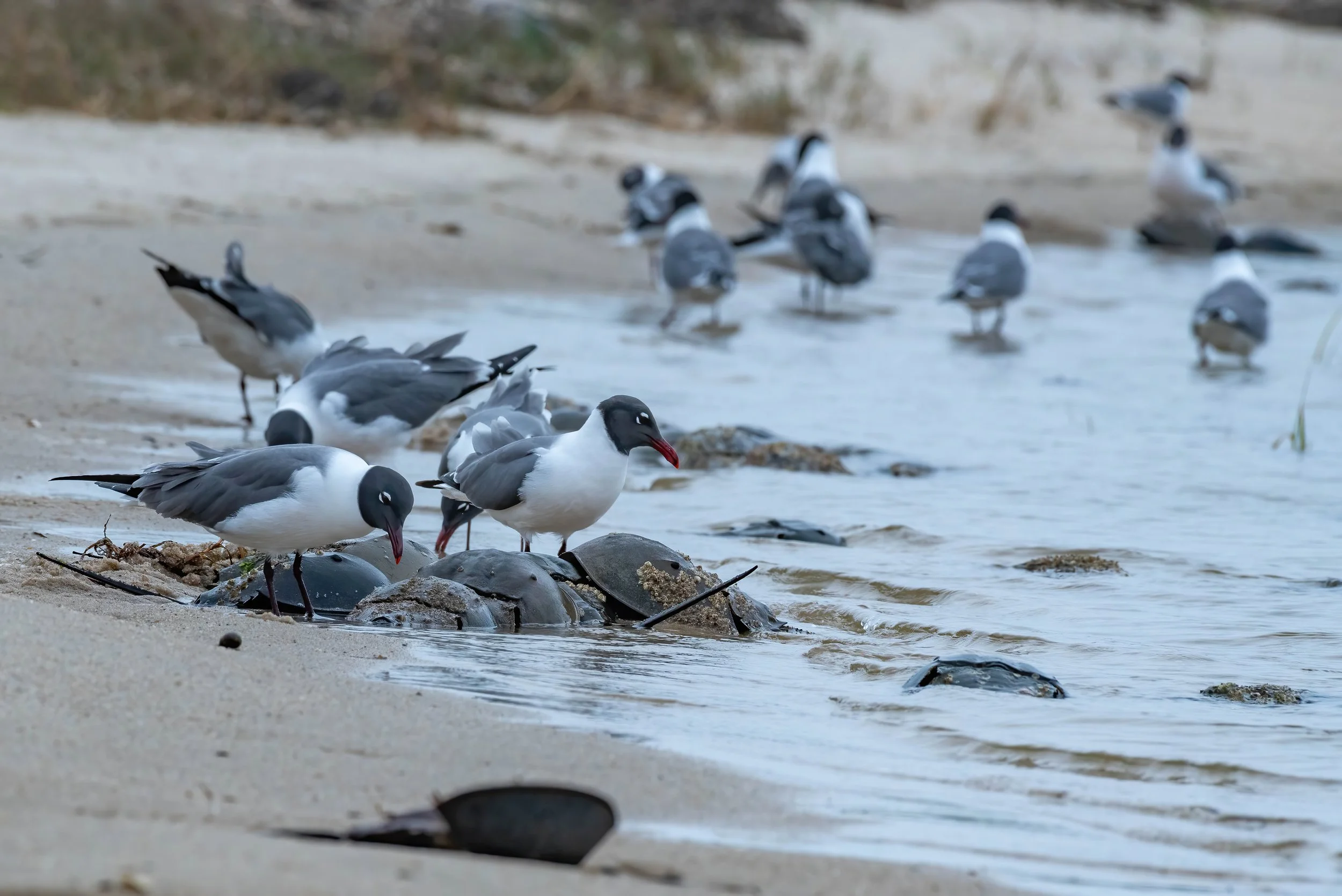Laughing Gulls (Leucophaeus atricilla) feast on horseshoe crab eggs at Monomoy National Wildlife Refuge,
adding to the cacophony of sound the aggregations create
