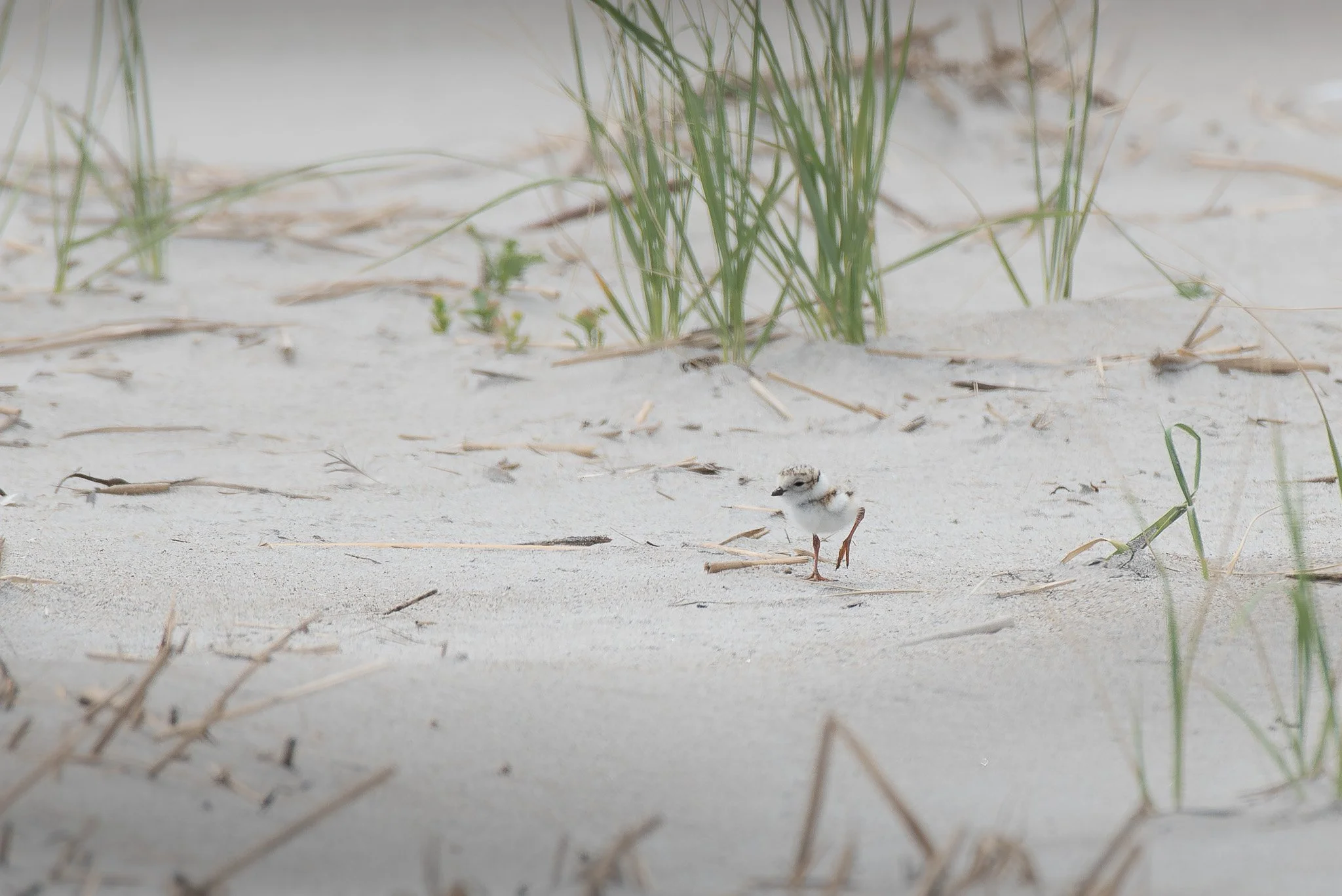 A young piping plover chick  (Charadrius melodus) forages among the sands of Crane Beach.