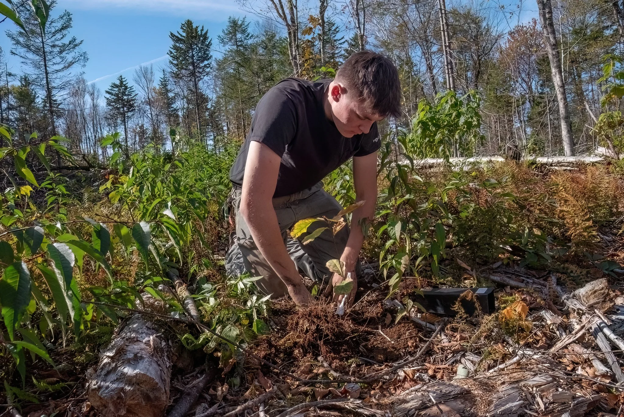 A student volunteer carefully places a Red Oak (Quircus rubra) sapling in its new home)