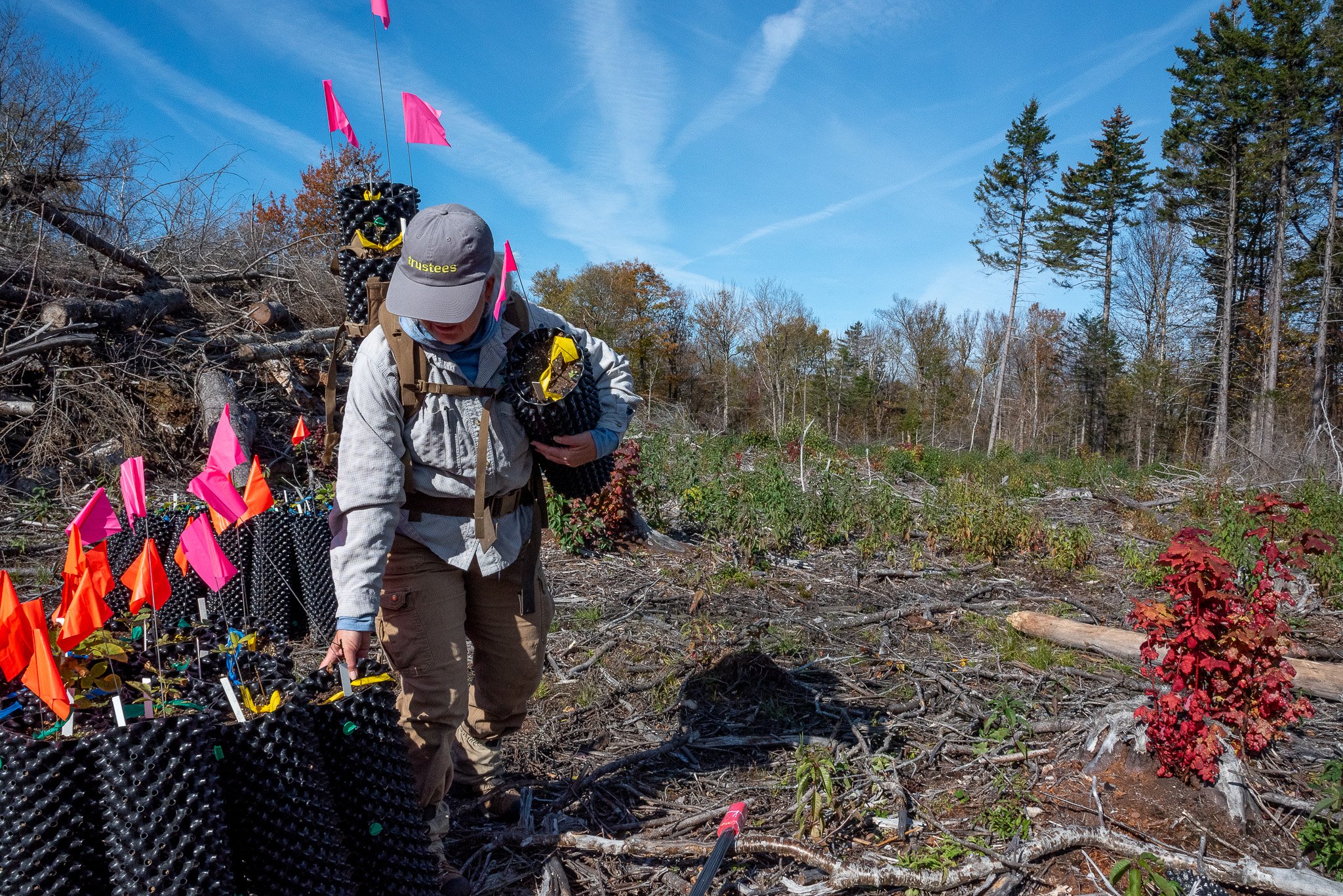 The young trees are transported on foot by hand across the difficult terrain to their new planting sites.