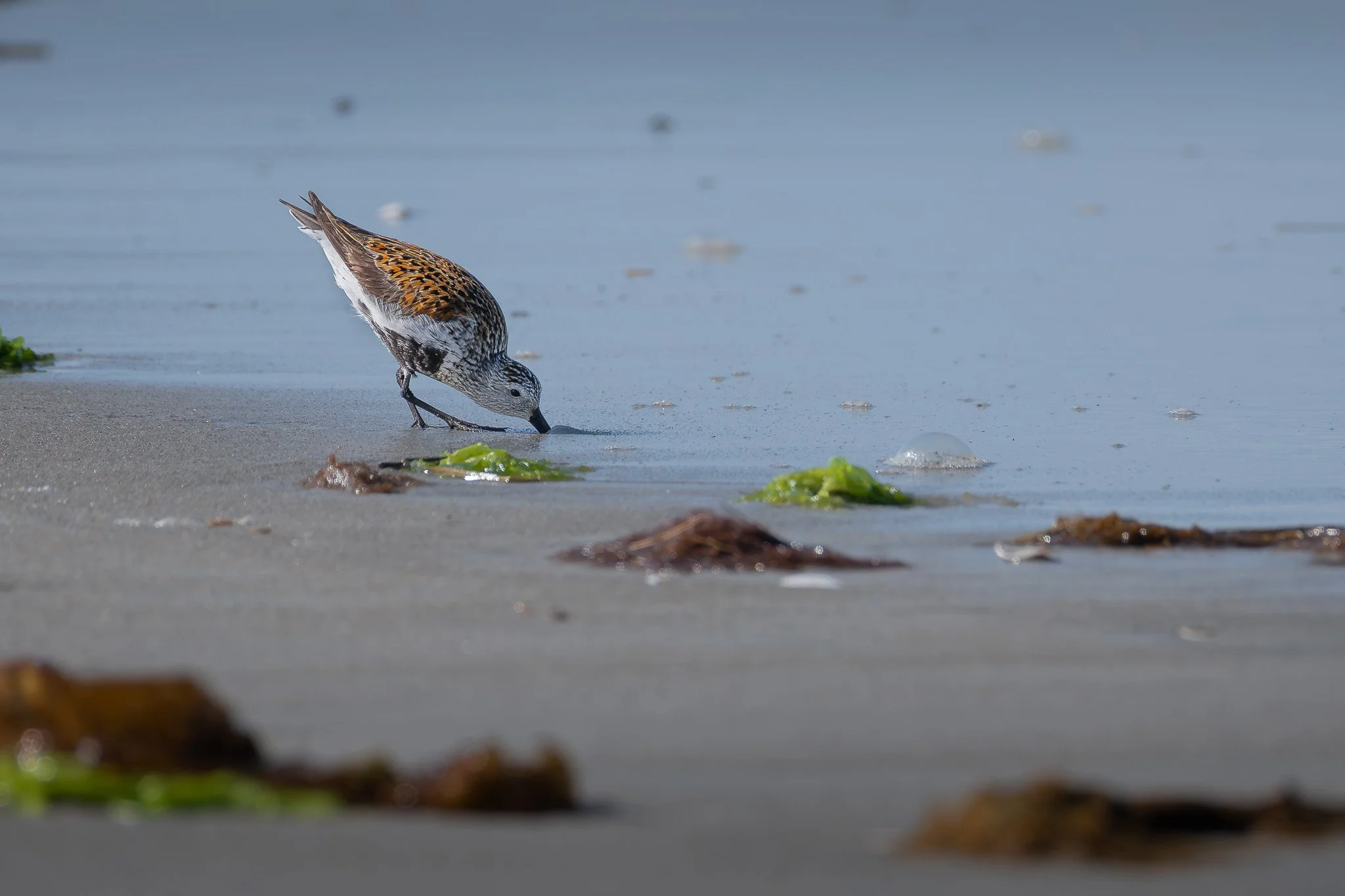 A dunlin (Calidris alpina) forages in the sand among seaweeds at Crane Beach.