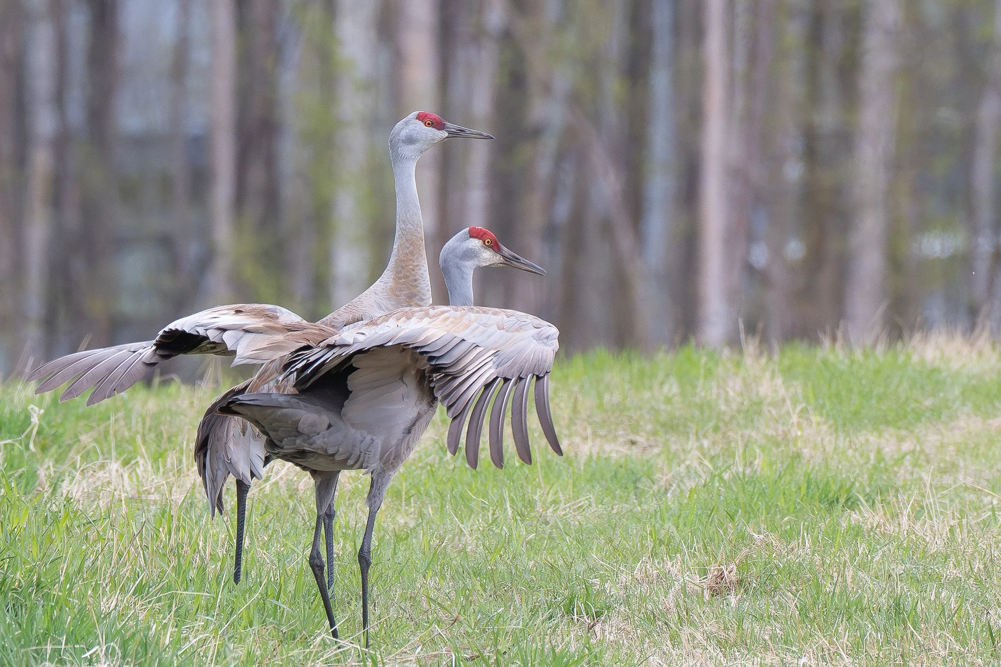 A mated pair of sandhill cranes (Grus canadensis) complete a dance together among early spring grasses.