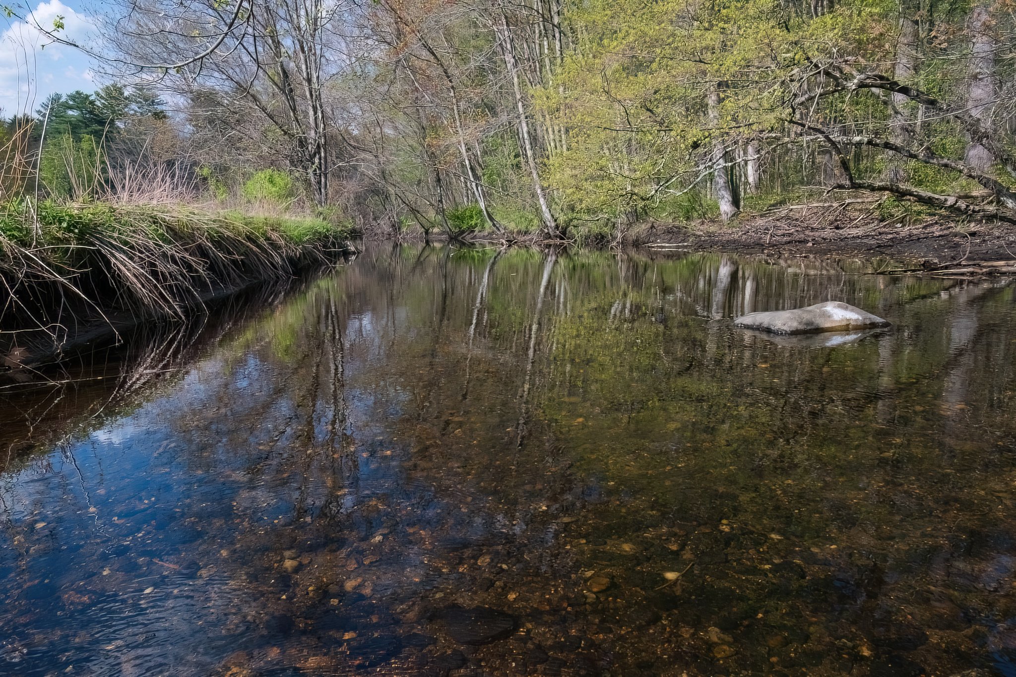 Reflections of early spring foliage show on a calm section of Beaver Brook.