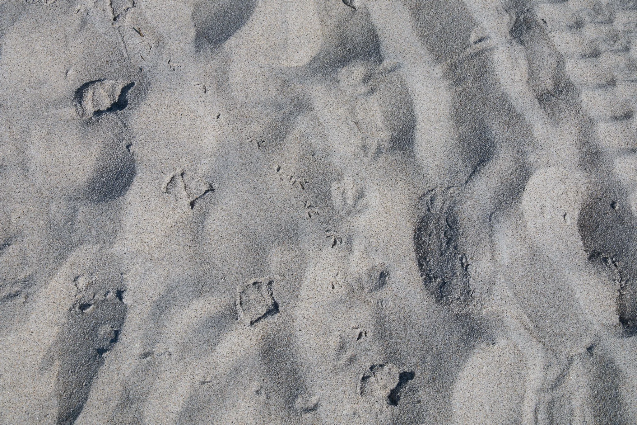 A hodge-podge of tracks from plovers, other small shorebirds, willet, gulls, humans, and vehicles at the multi-use portion of Crane Beach.