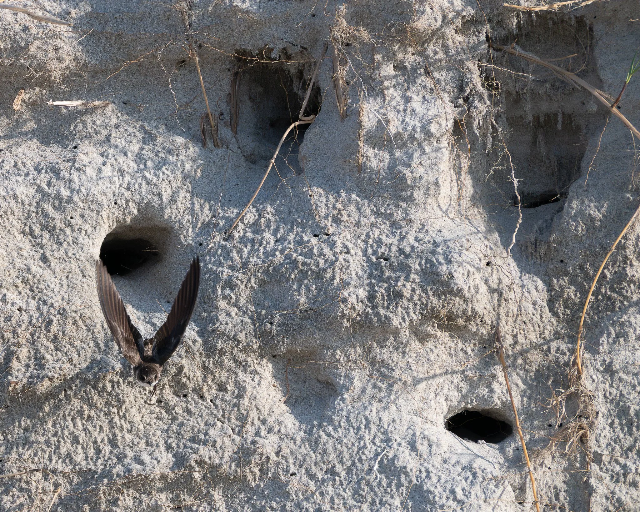 A bank swallow (Riparia riparia), exiting its nest in the dunes of the beach. 