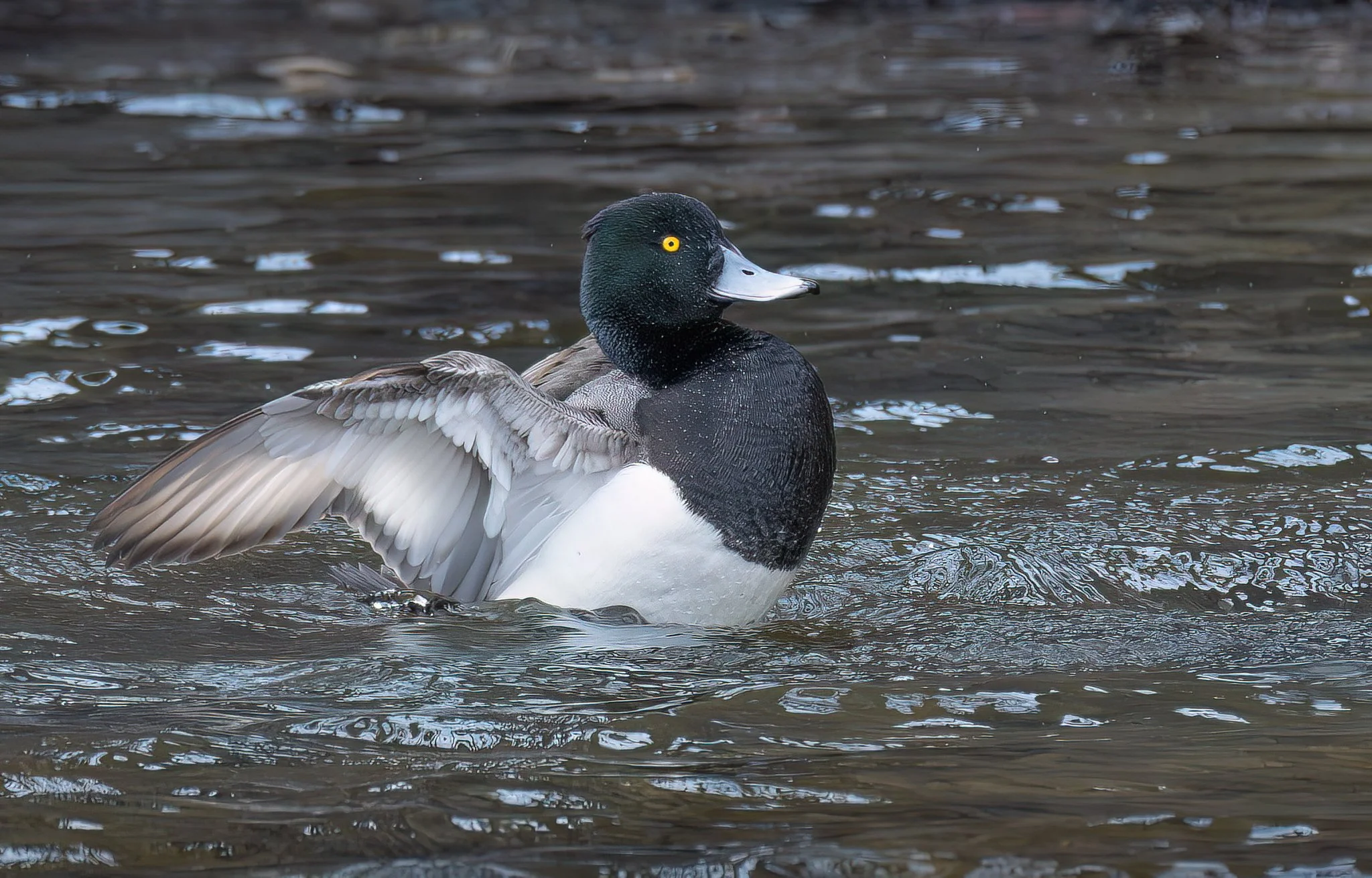A male greater scaup (Aythya marila) flaps his wings in a mating display.