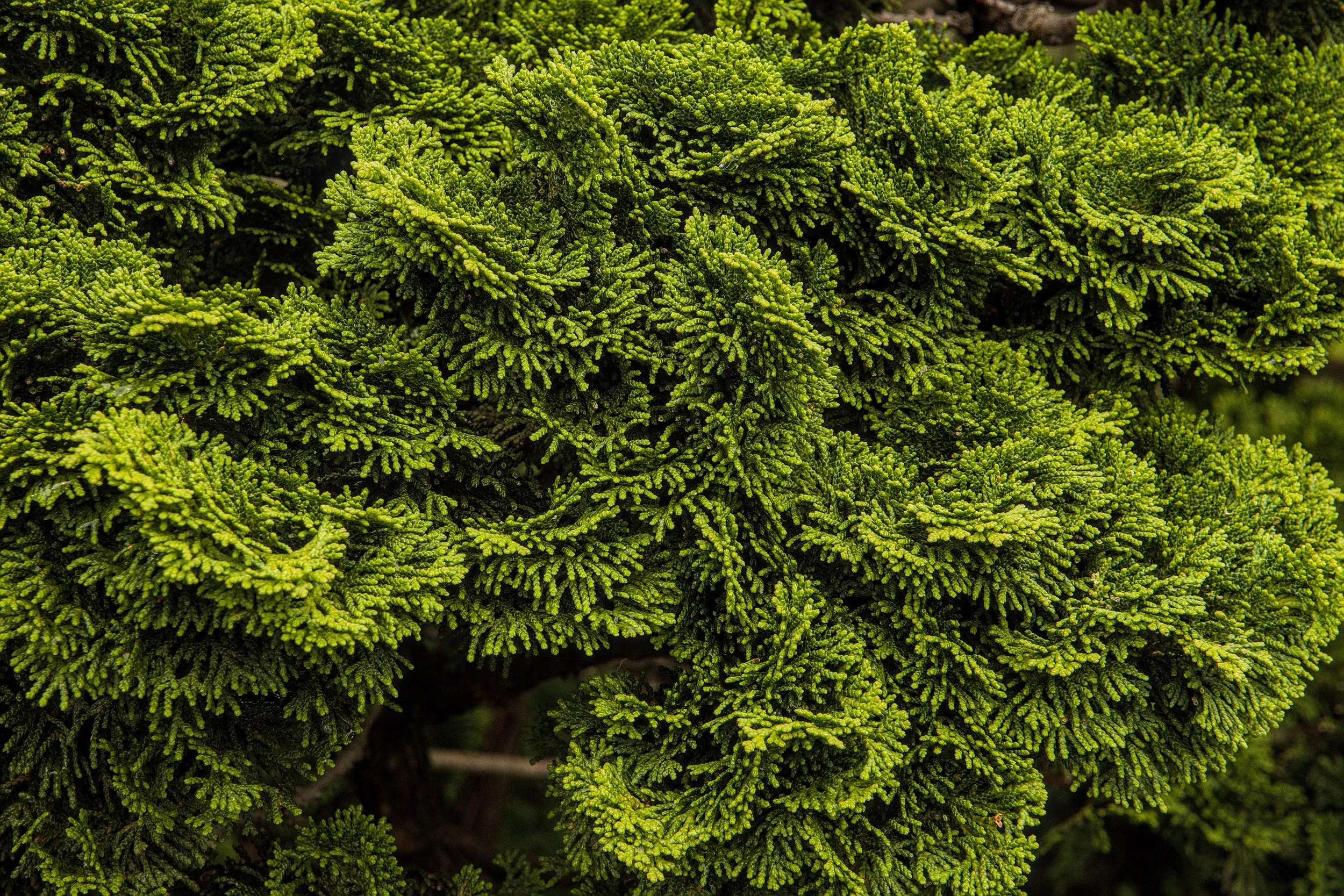 DSCF3940_1.jpg