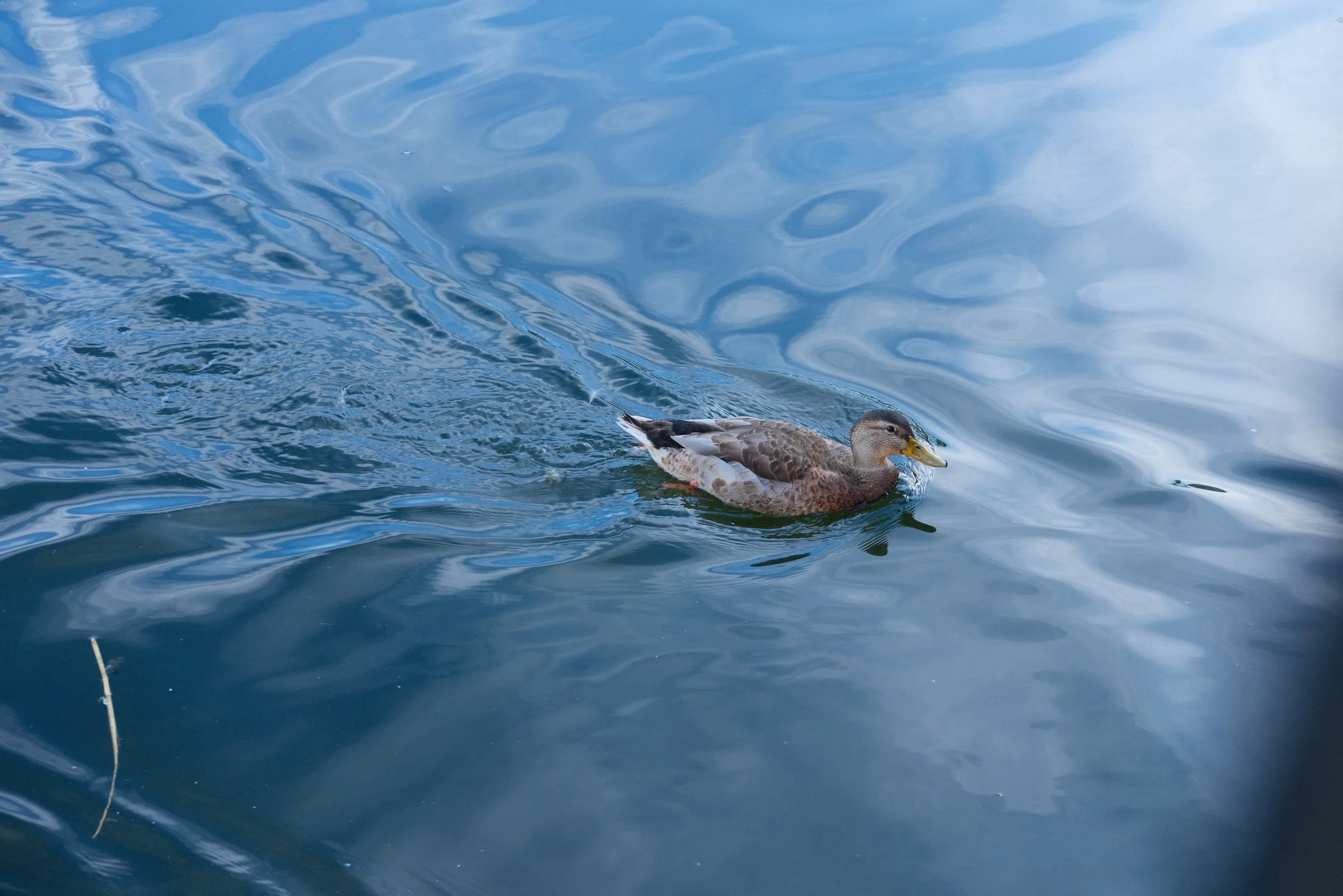DSCF1715.jpg