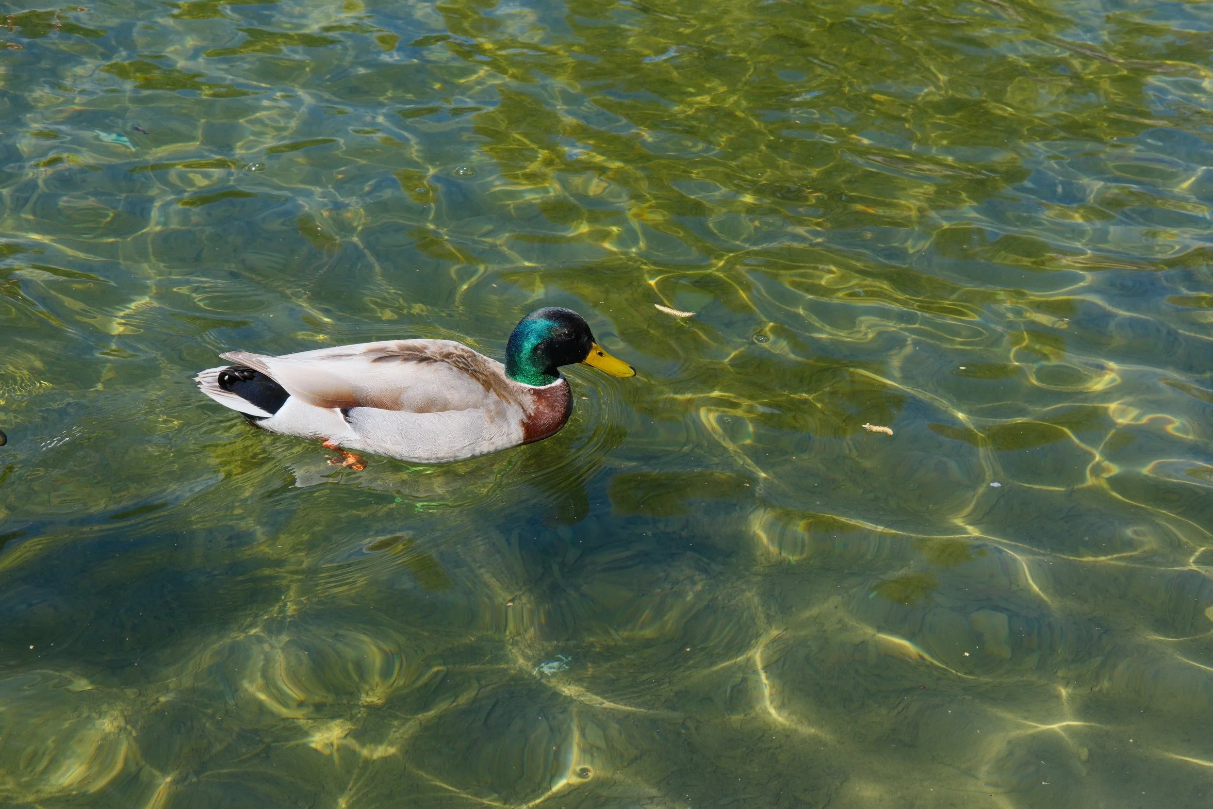 DSCF3544.jpg