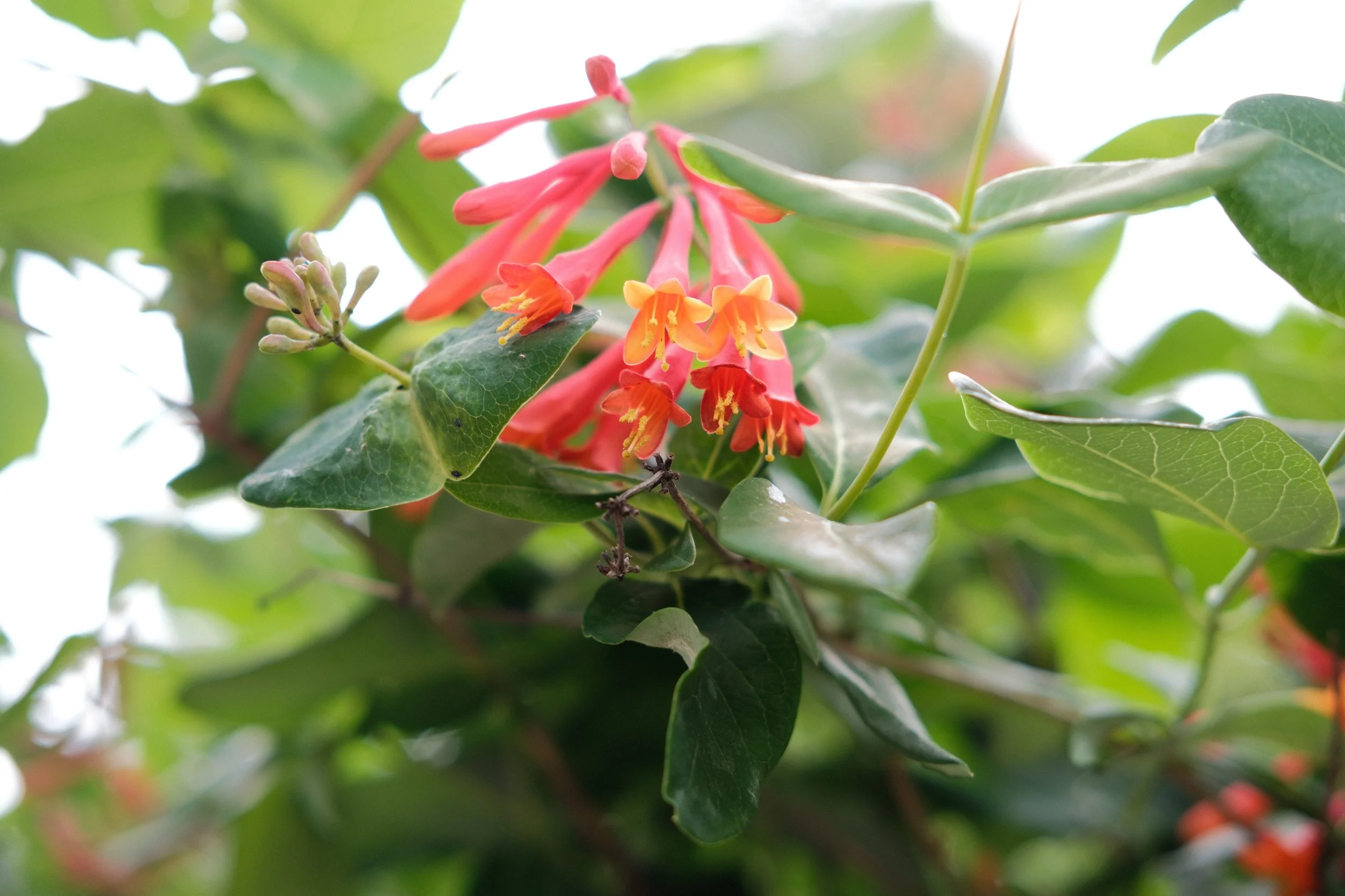 DSCF1571.jpg