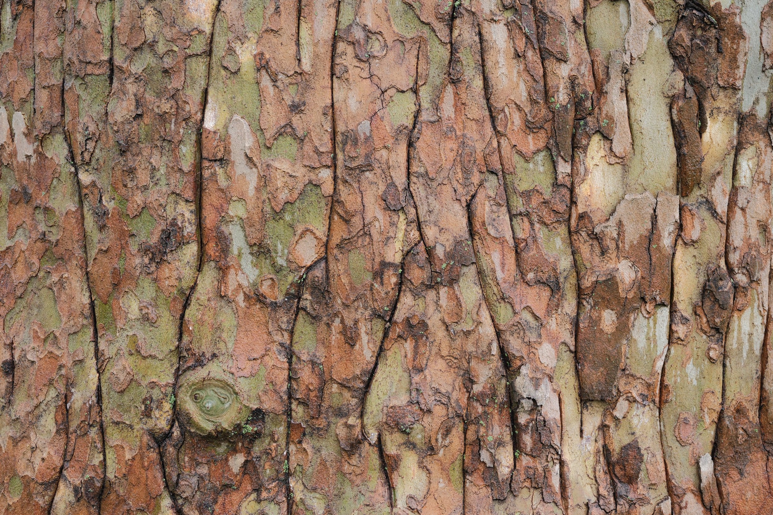 DSCF4009.JPG