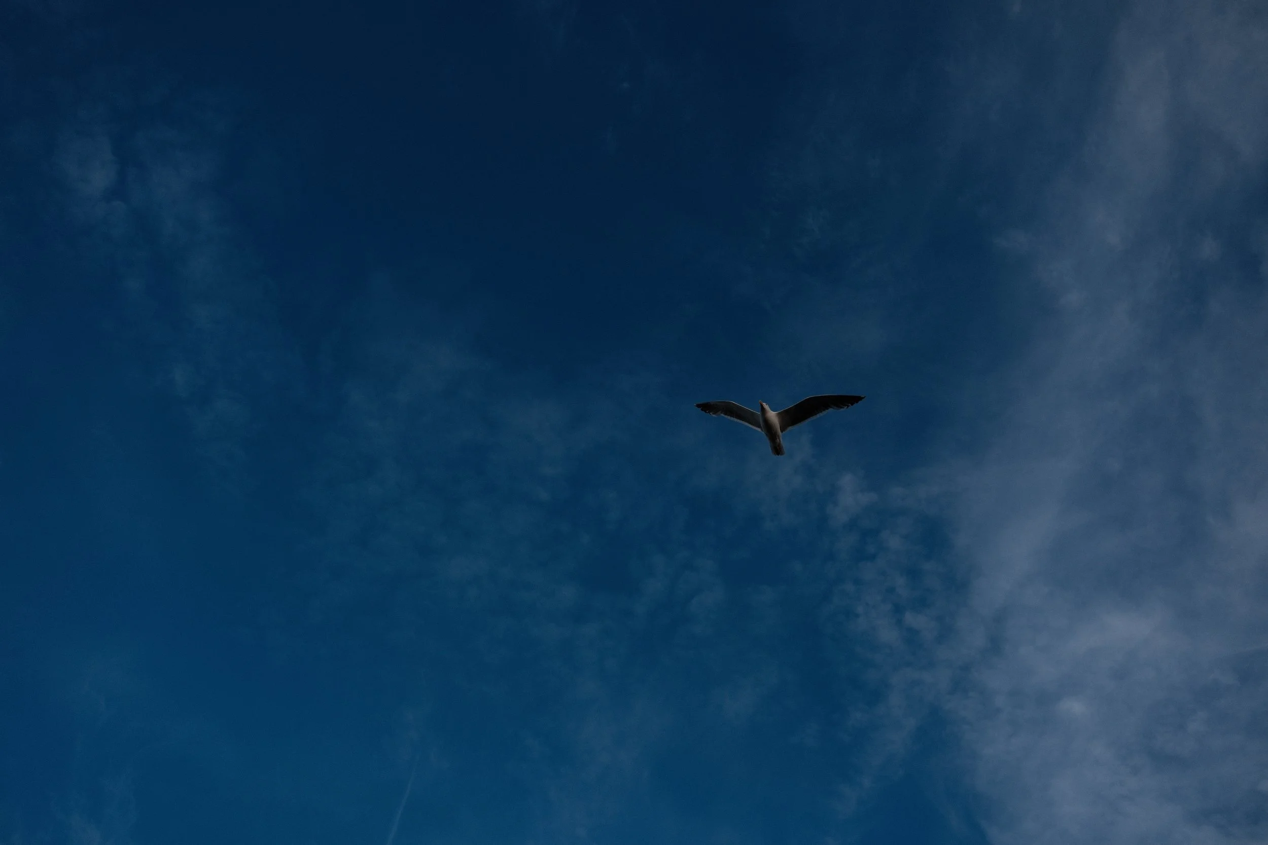 DSCF1731.jpg