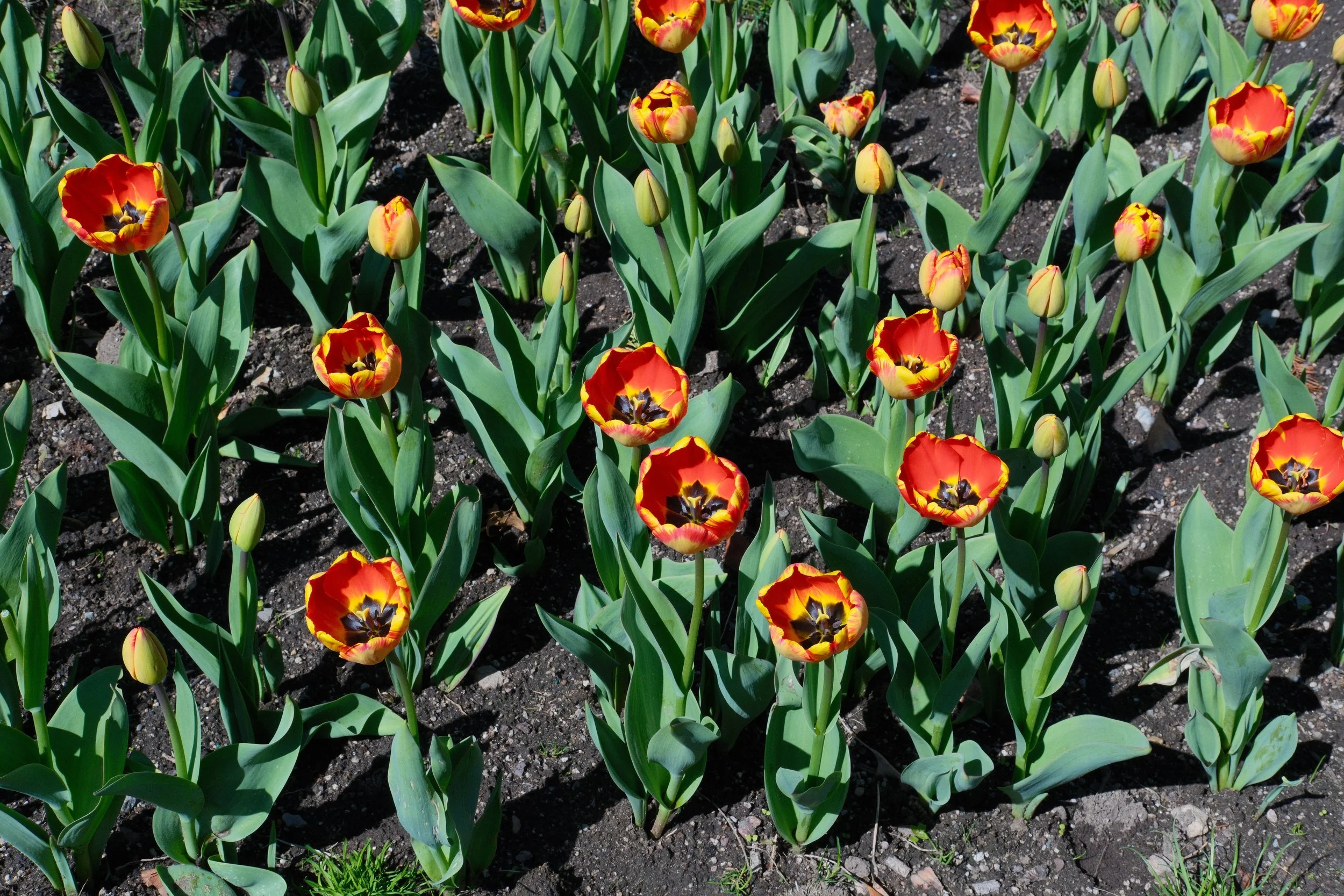 DSCF3528.jpg