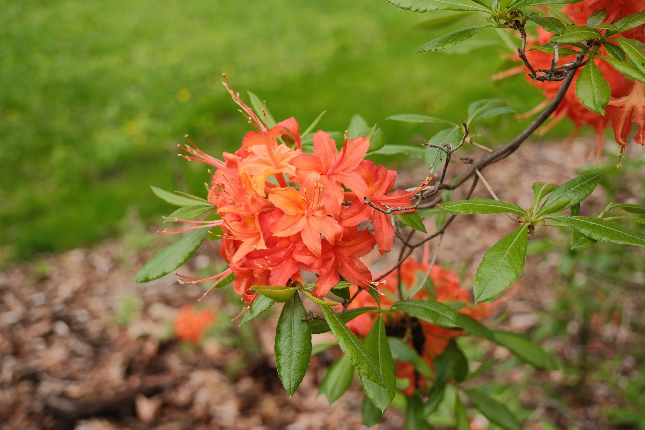 DSCF4015.JPG